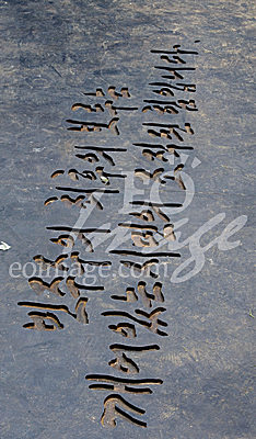 사회/노무현/49제/김해/봉하/권양숙/노건호/노정현/문제인/한명숙/유