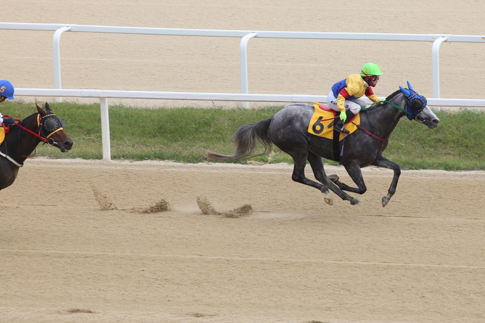 스포츠;경마;과천경마장;경마경기;렛츠런파크서울