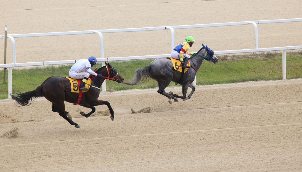 스포츠;경마;과천경마장;경마경기;렛츠런파크서울