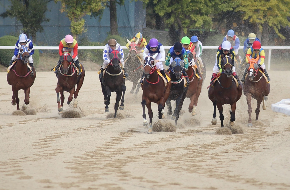 스포츠;경마;과천경마장;경마경기;렛츠런파크서울