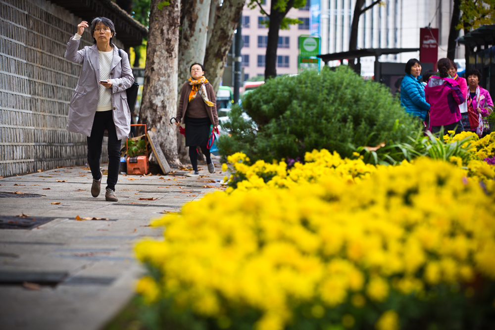 사회/계절/계절스케치/날씨스케치/가을단풍/덕