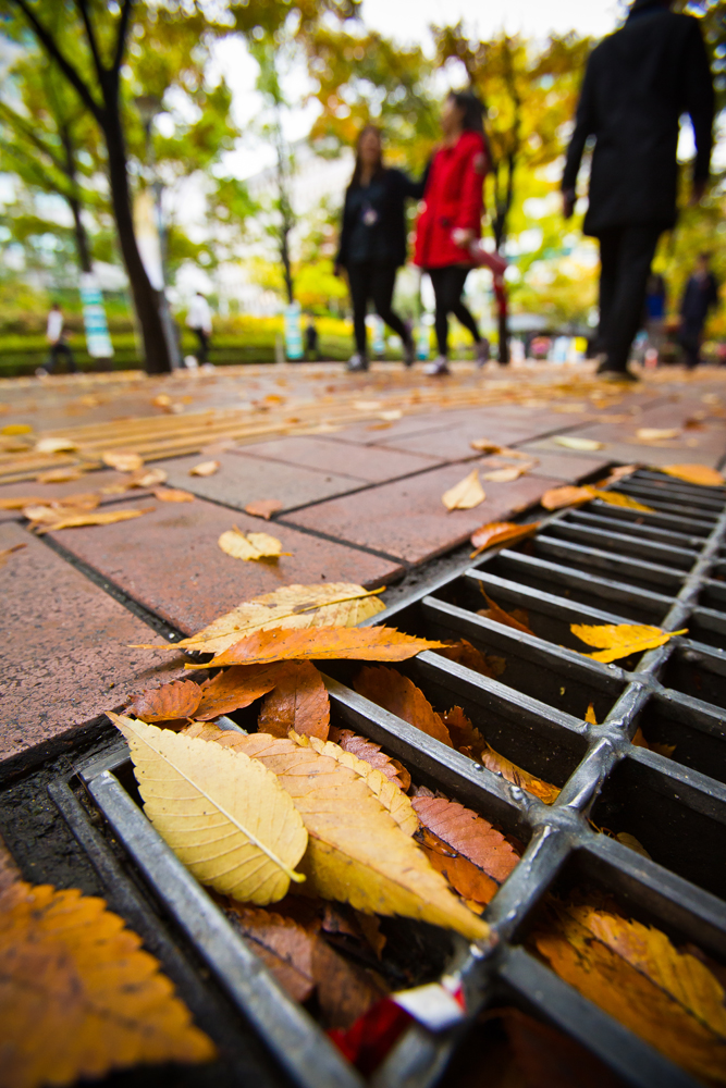 사회/계절/계절스케치/날씨스케치/가을단풍/덕