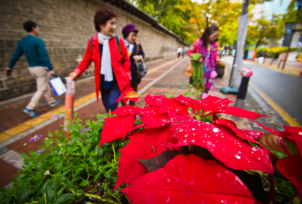 사회/계절/계절스케치/날씨스케치/가을단풍/덕