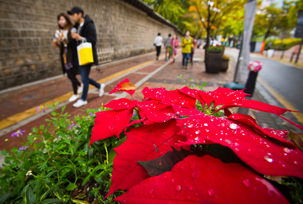 사회/계절/계절스케치/날씨스케치/가을단풍/덕