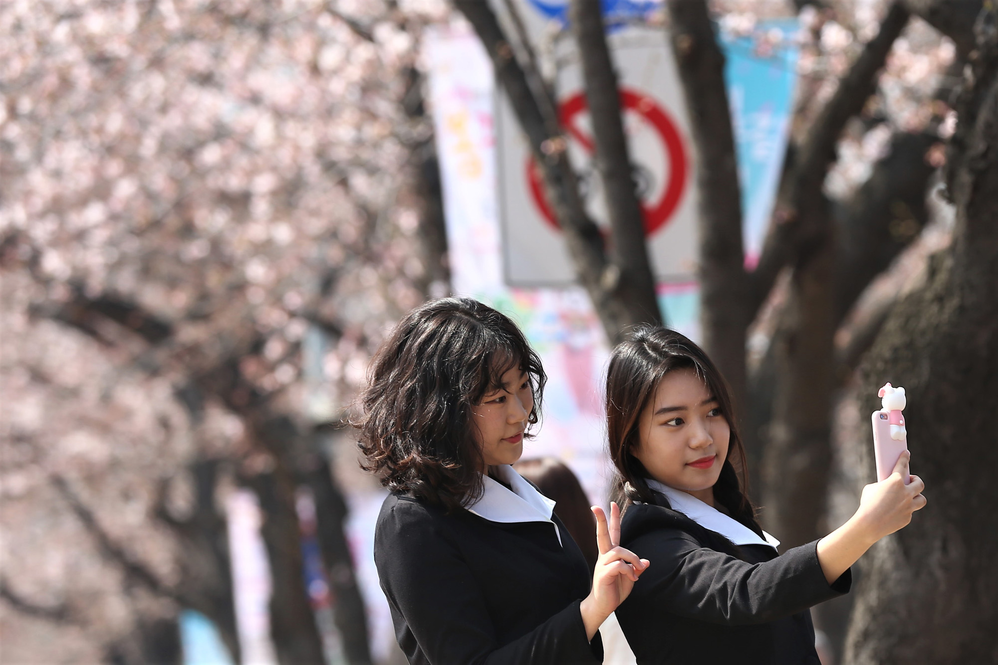 정치;여의도벚꽃축제;윤중로벚꽃