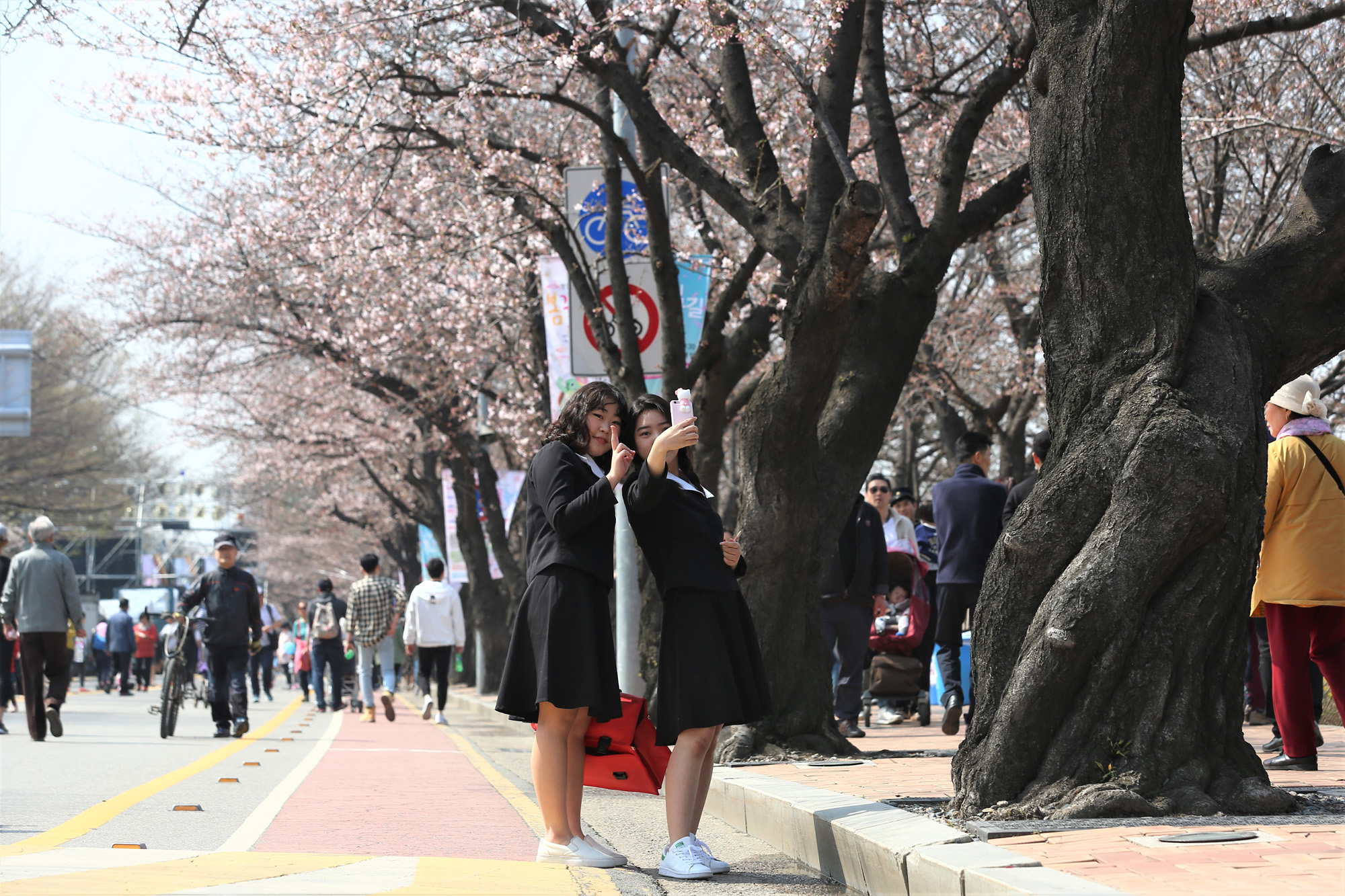 정치;여의도벚꽃축제;윤중로벚꽃