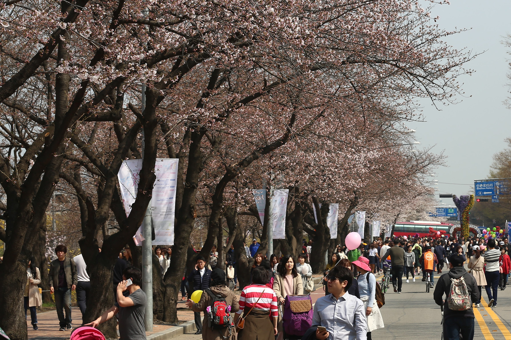 정치;여의도벚꽃축제;윤중로벚꽃
