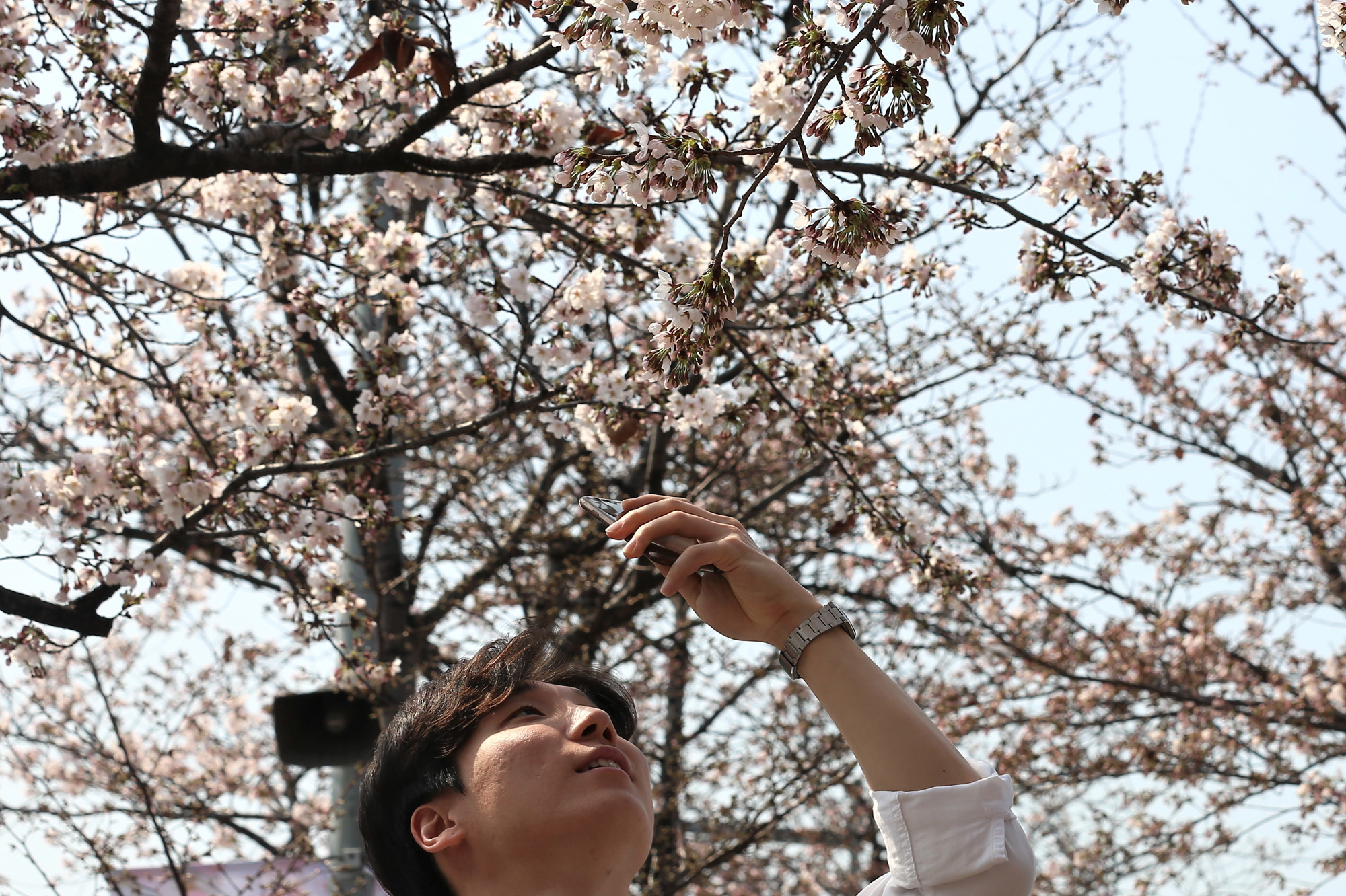 정치;여의도벚꽃축제;윤중로벚꽃