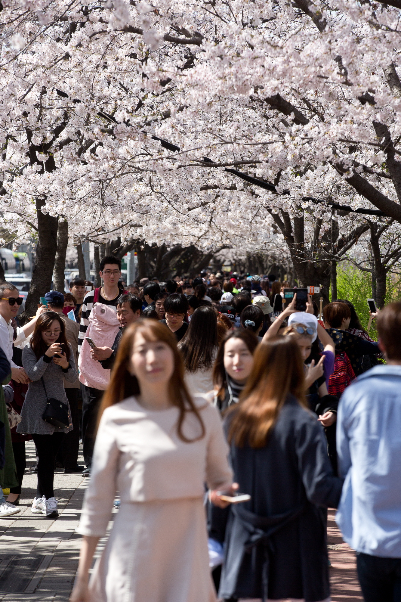 여의도 벚꽃;윤중로 벚꽃