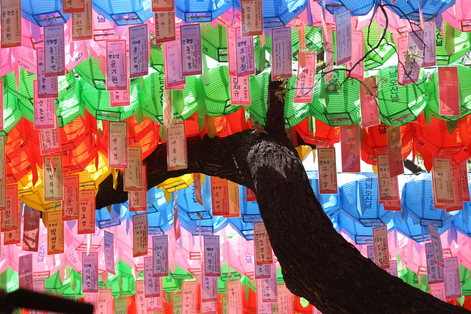 정치;대선후보들;문재인;안철수;심상정;홍준표;오선혜