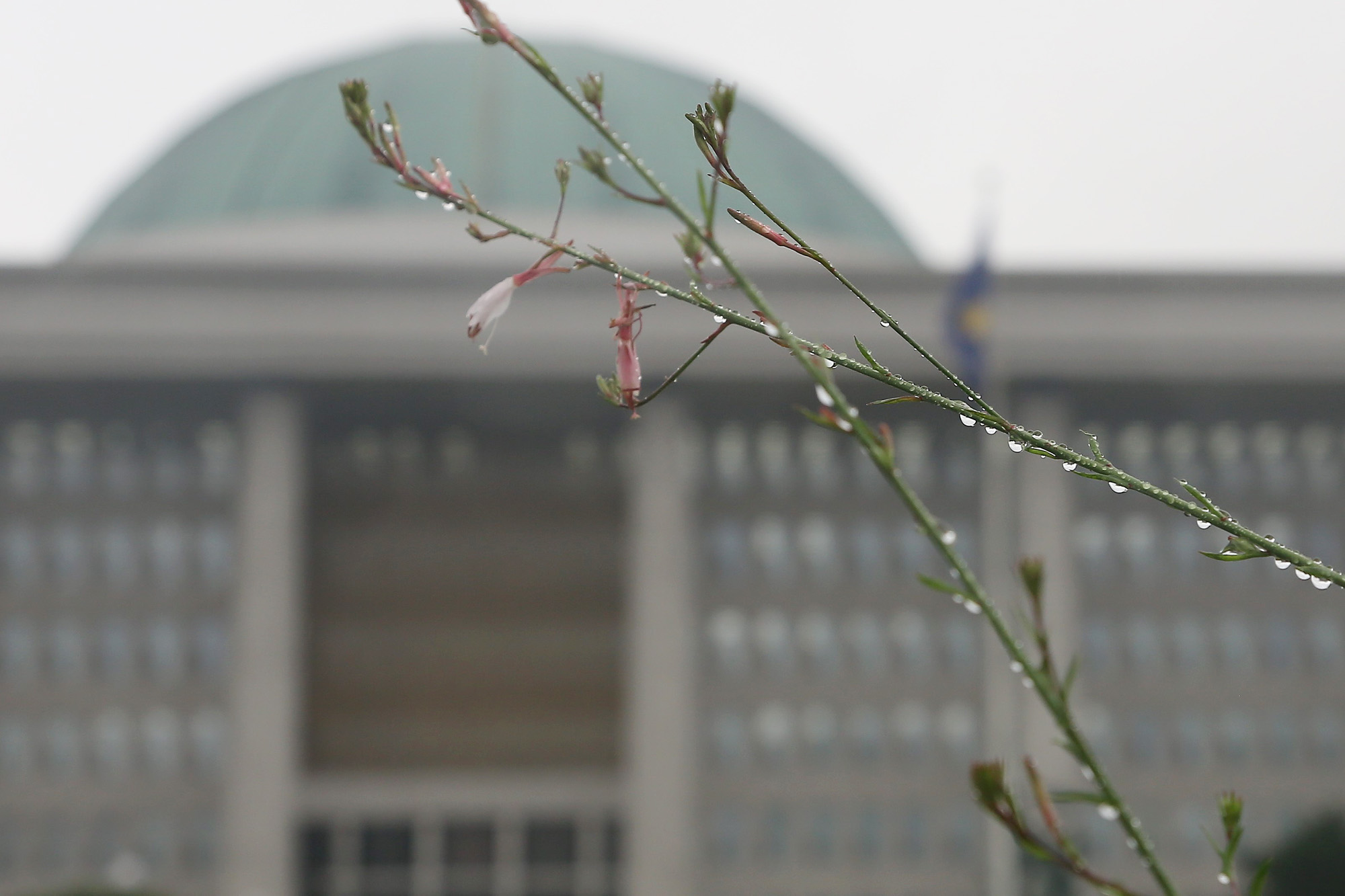 정치;국회;국회의사당;비내리는국회