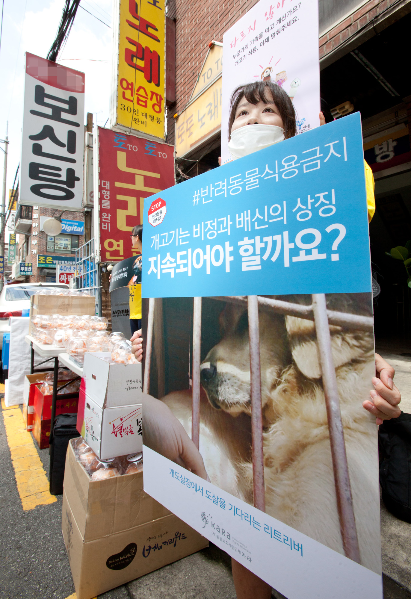 개고기;개고기반대;카라;동물보호단체;고통없는복날;말복;동물자유연대;보신탕