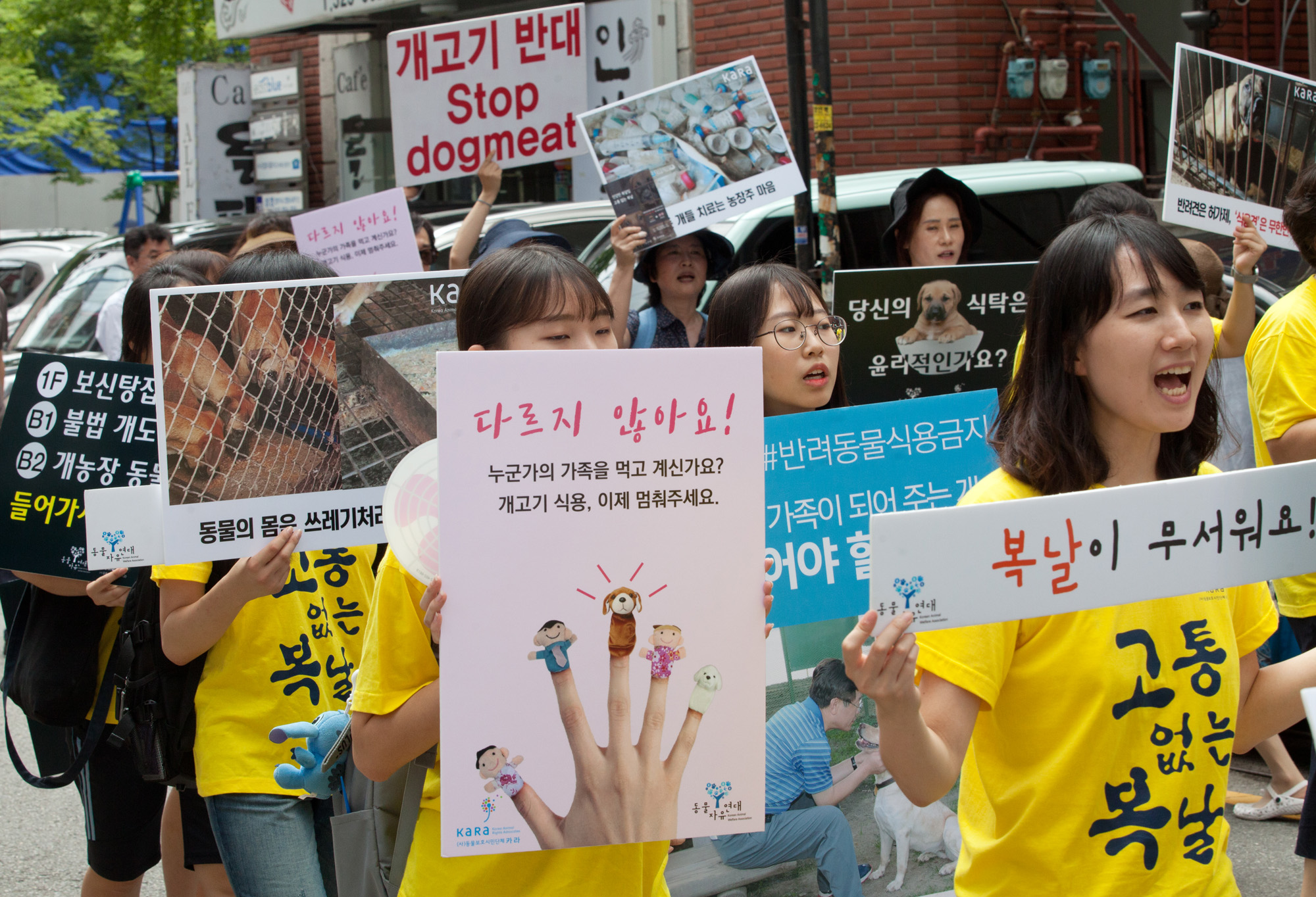 개고기;개고기반대;카라;동물보호단체;고통없는복날;말복;동물자유연대;보신탕