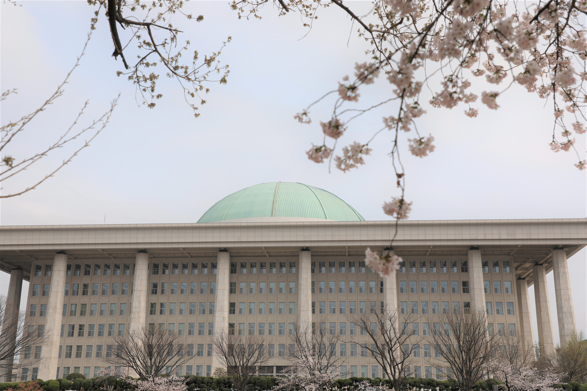 정치국회;국회의사당;국회벚꽃