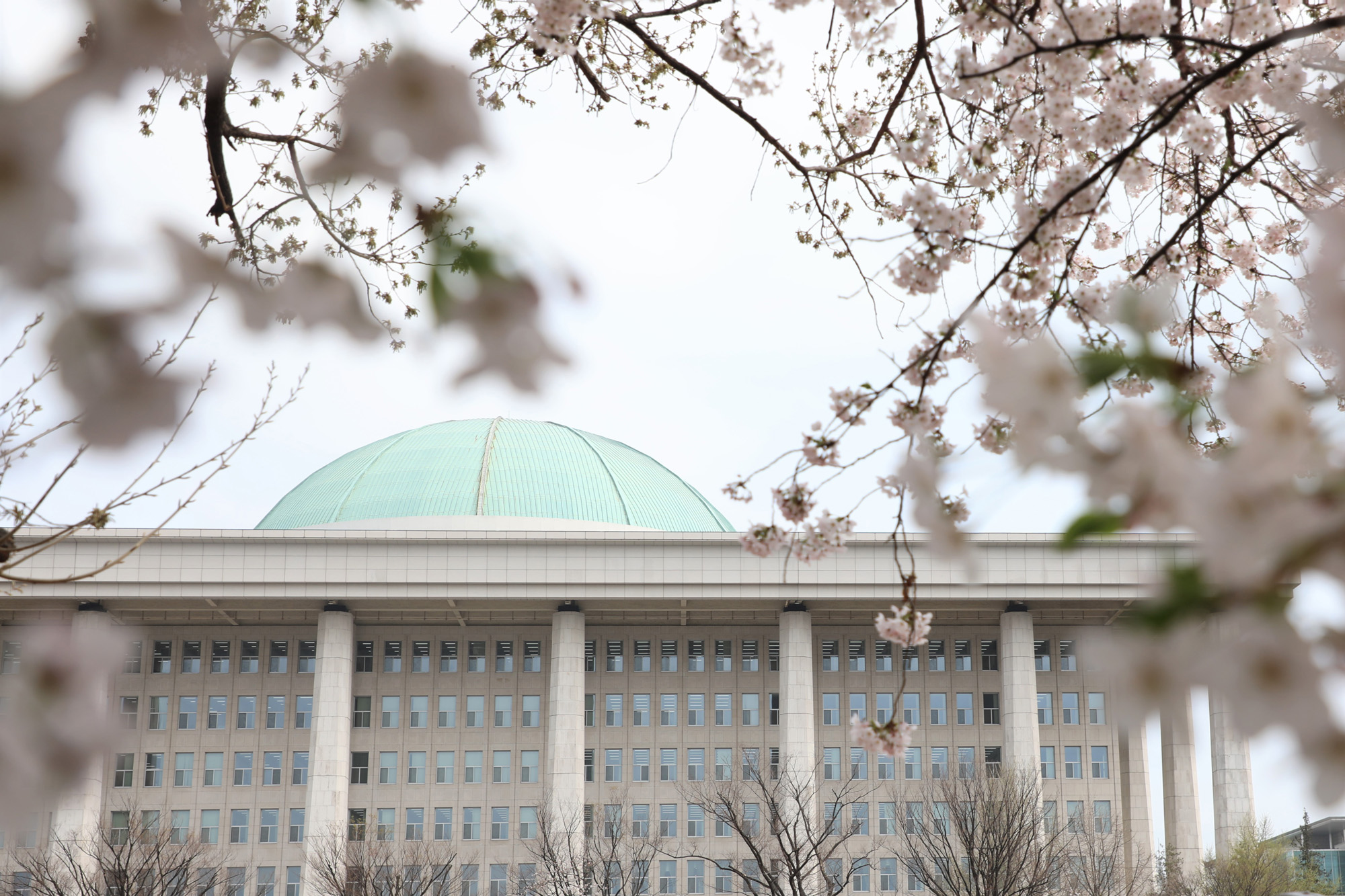 정치국회;국회의사당;국회벚꽃