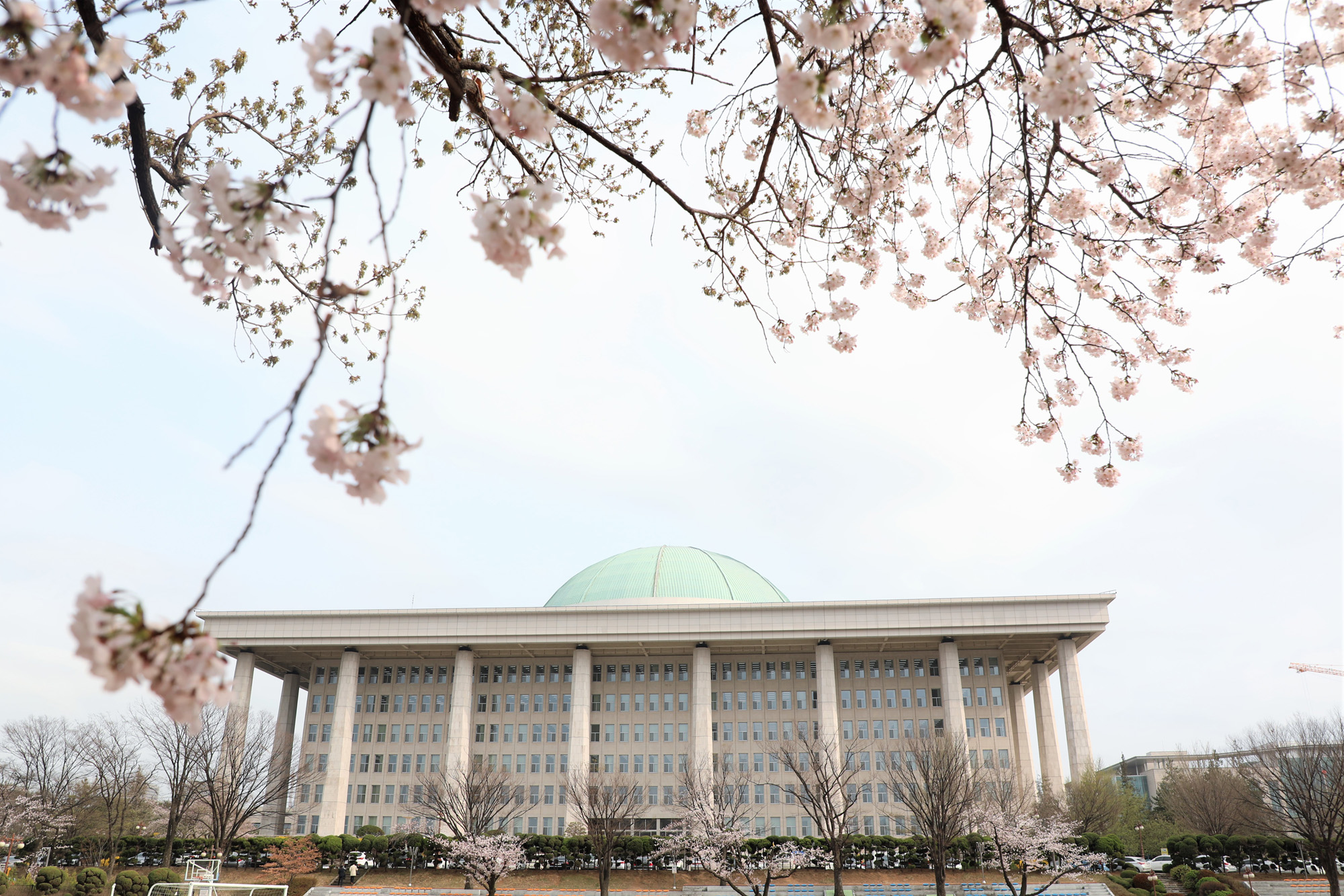 정치국회;국회의사당;국회벚꽃