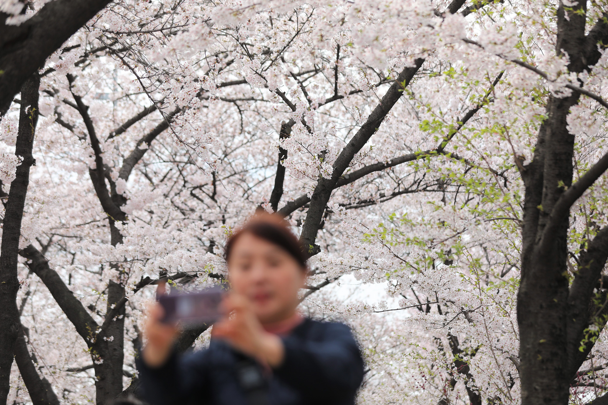 사회;여의도벚꽃축제;여의도윤중로;벚꽃축제
