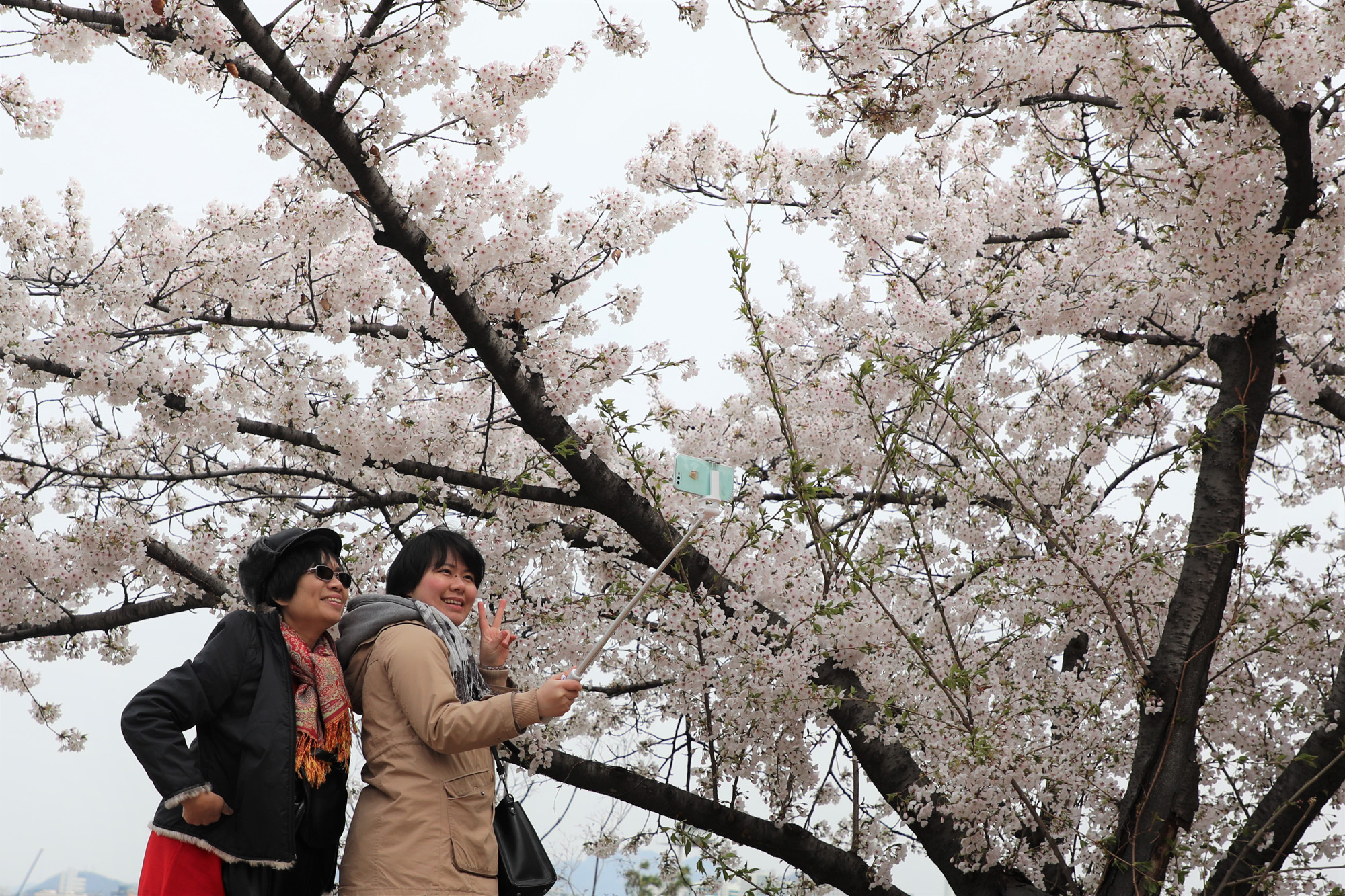 사회;여의도벚꽃축제;여의도윤중로;벚꽃축제