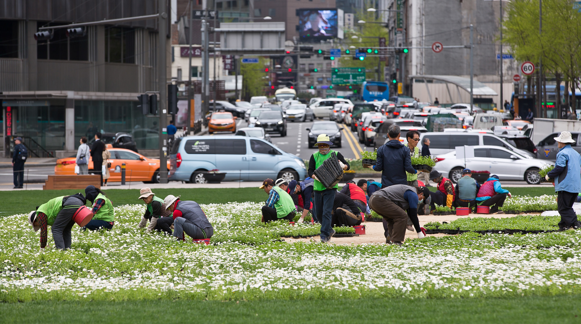 사회;세태;문화;한반도;한반도평화의꽃밭;한반도꽃밭;서울시청광장;남북정상회담