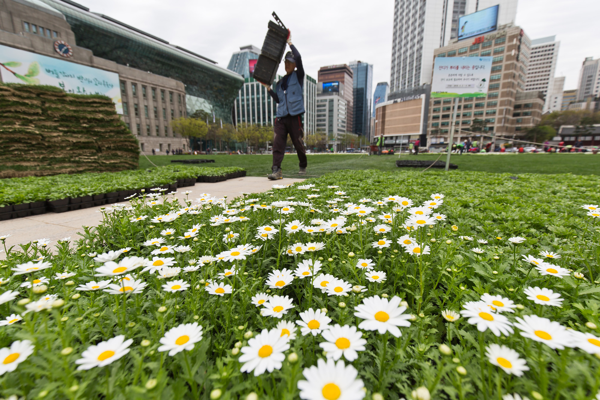 사회;세태;문화;한반도;한반도평화의꽃밭;한반도꽃밭;서울시청광장;남북정상회담