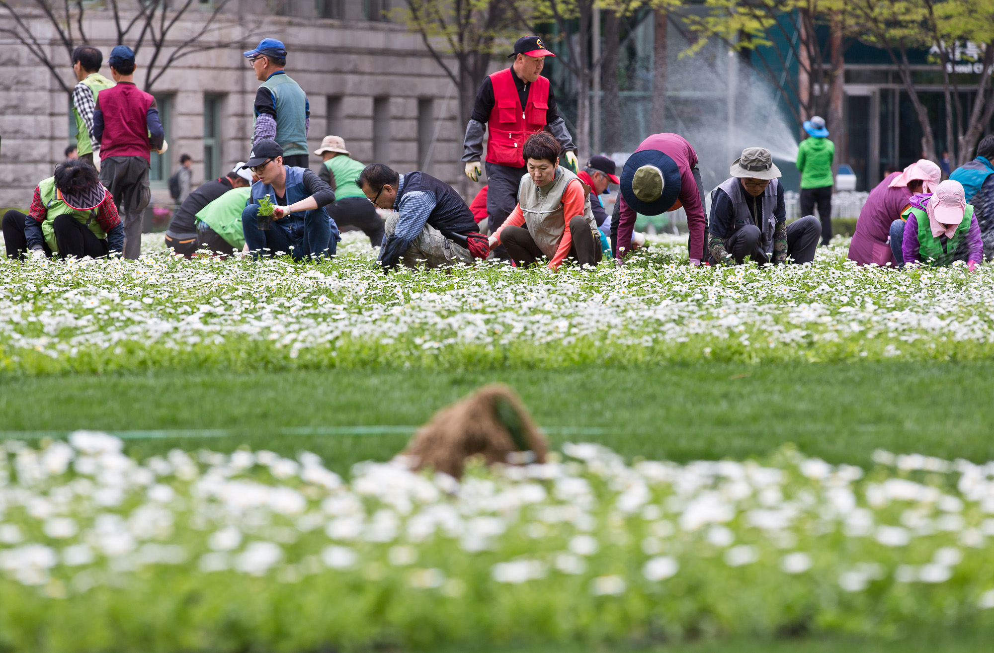 사회;세태;문화;한반도;한반도평화의꽃밭;한반도꽃밭;서울시청광장;남북정상회담