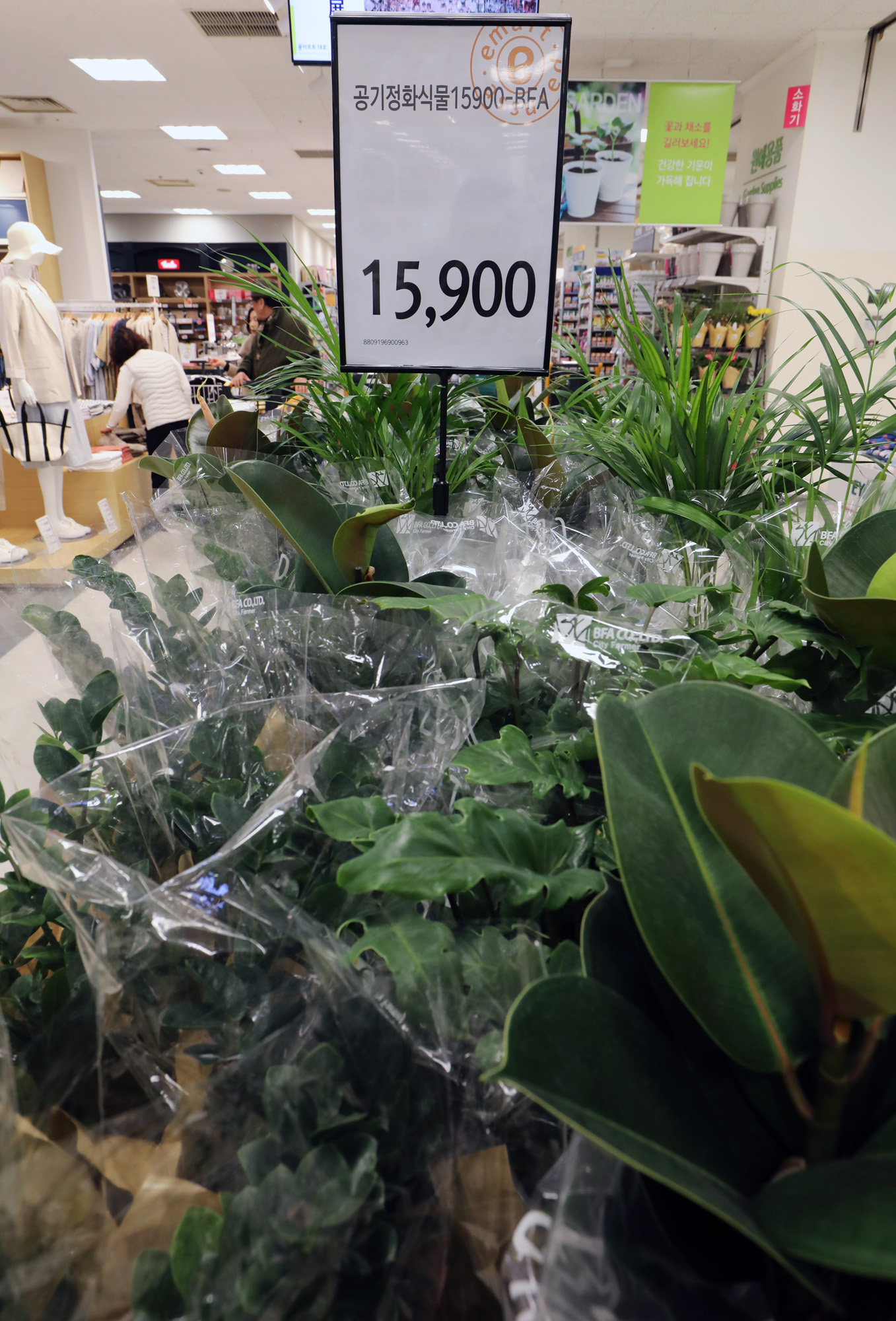 미세먼지;공기정화식물;황사