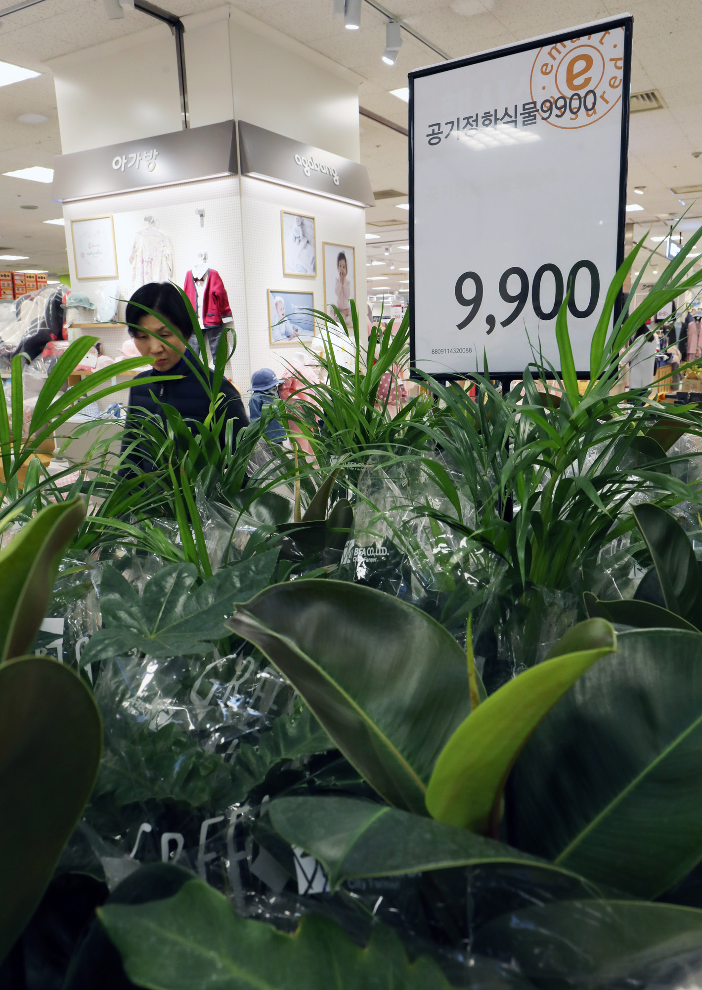 미세먼지;공기정화식물;황사