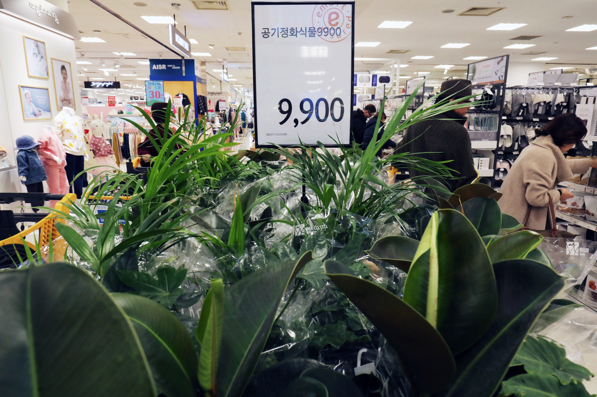 미세먼지;공기정화식물;황사