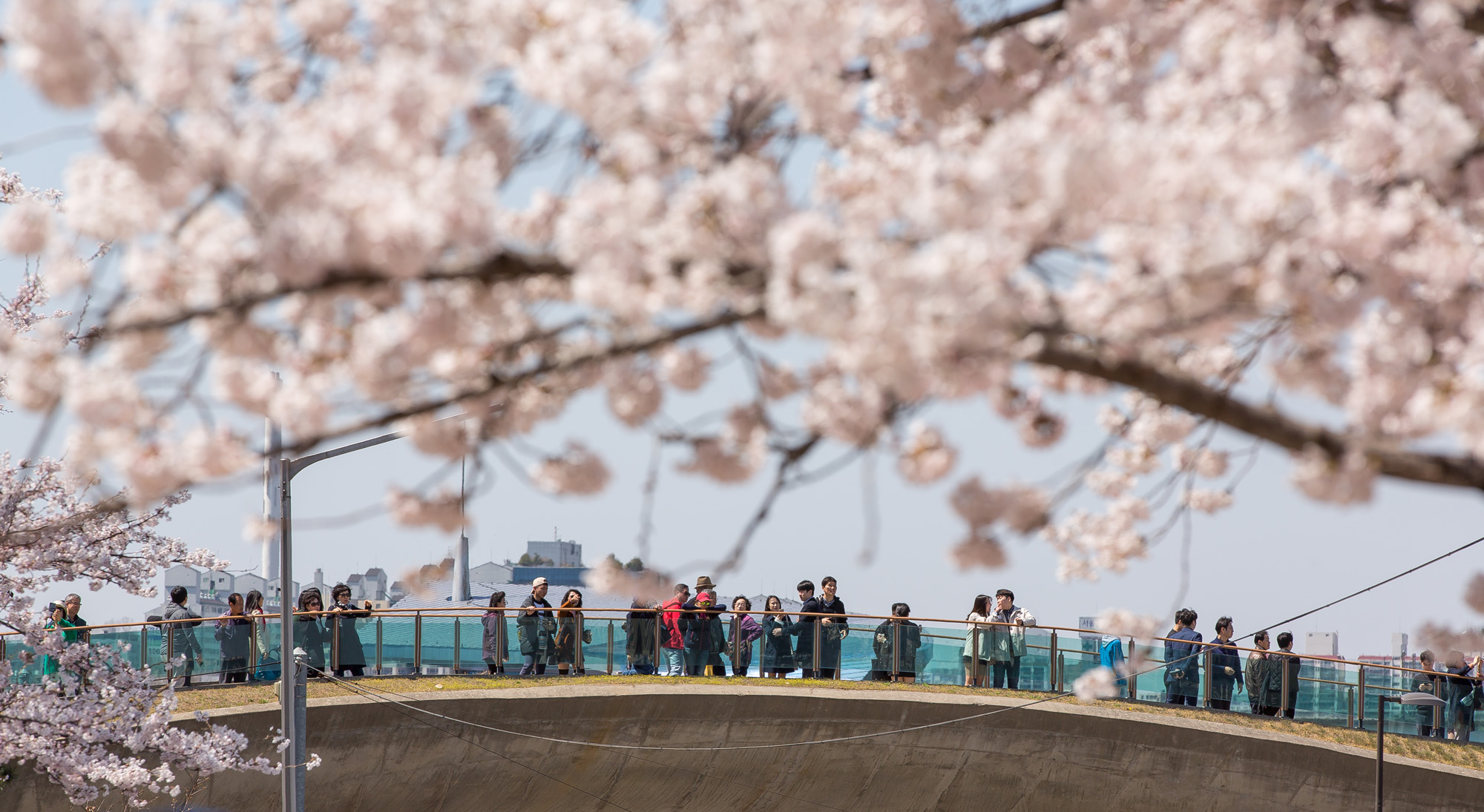 사회;세태;계절;봄꽃;여의도벚꽃축제;봄스케치