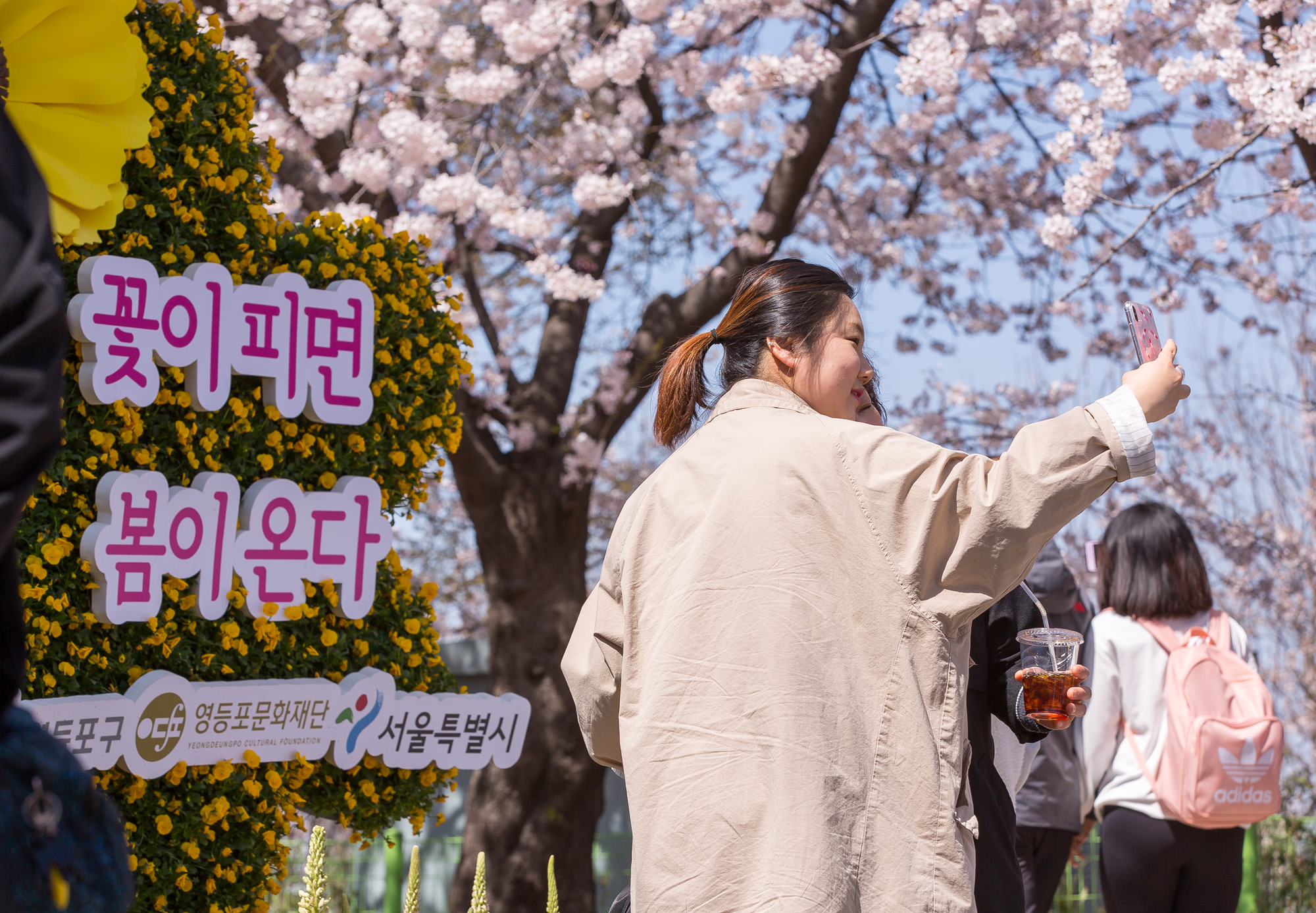 사회;세태;계절;봄꽃;여의도벚꽃축제;봄스케치