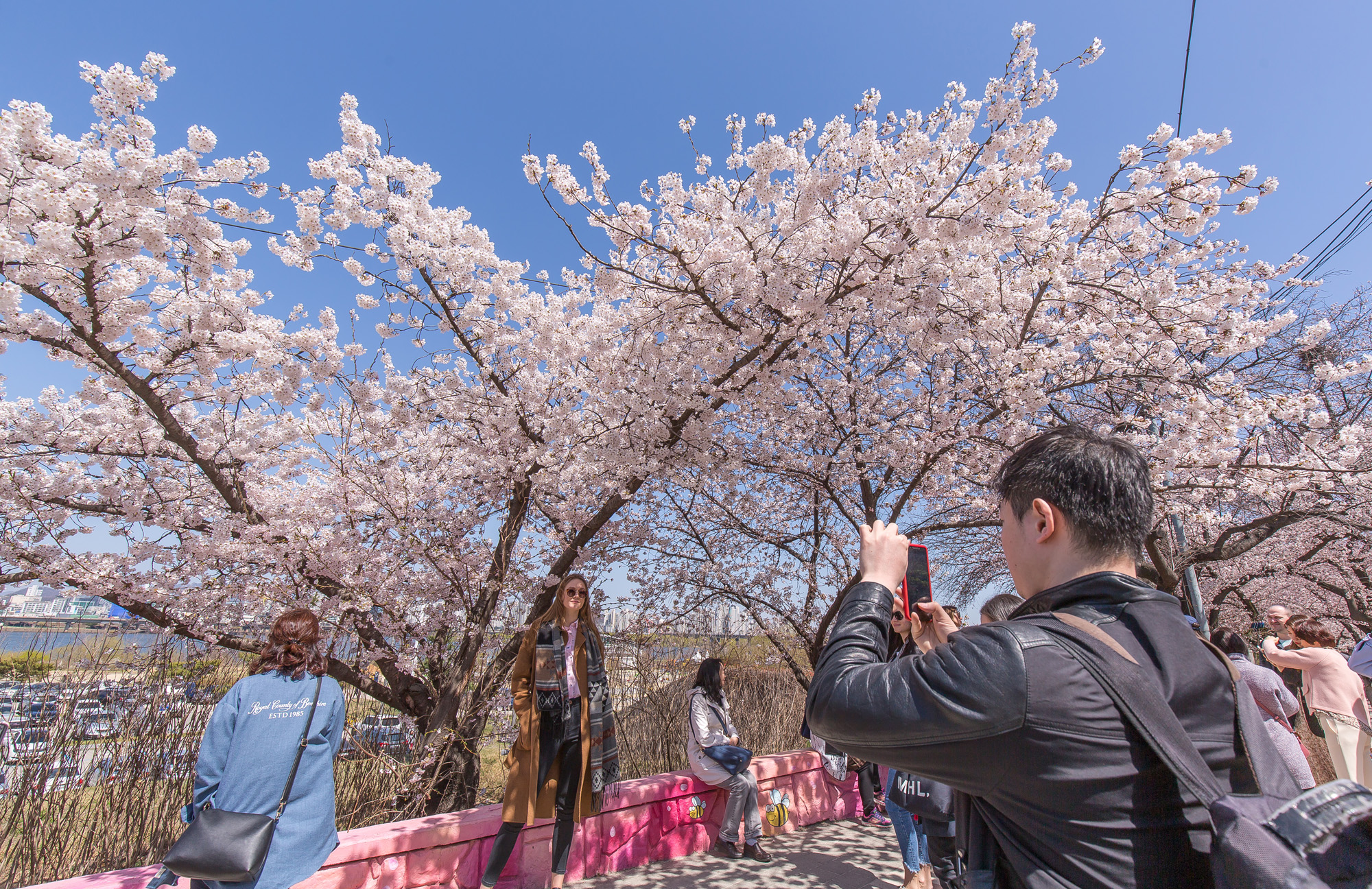 사회;세태;계절;봄꽃;여의도벚꽃축제;봄스케치