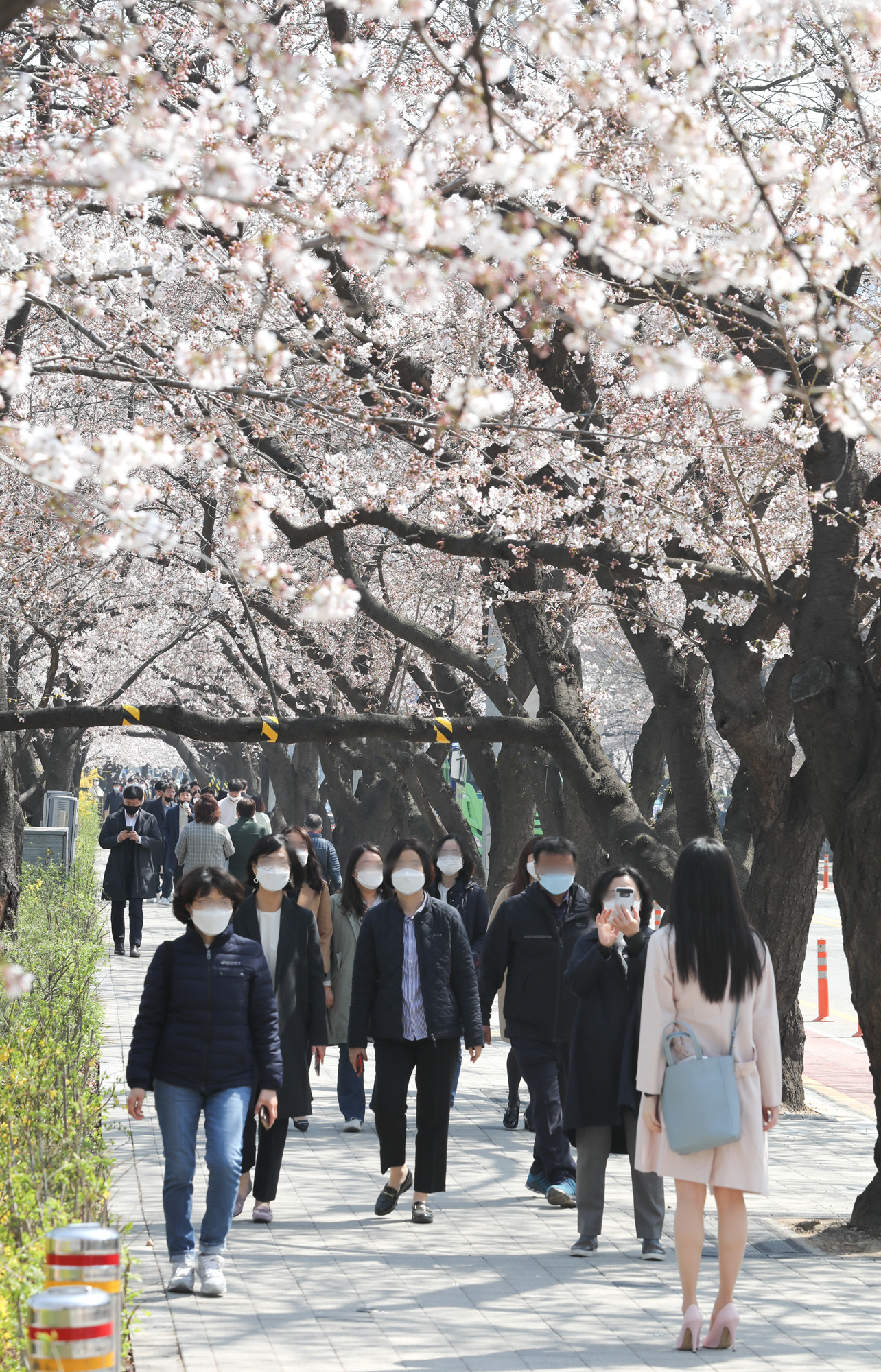 여의도벚꽃;여의도벚꽃축제;벚꽃축제취소;여의도취소;여의도사회적거리두기