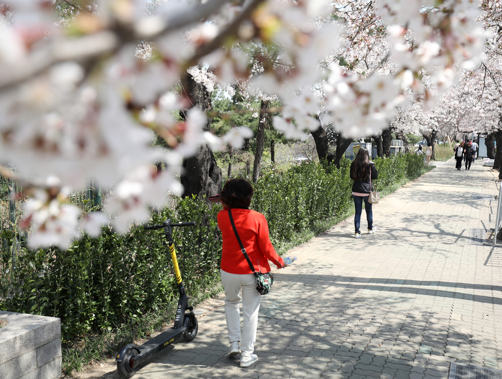 여의도벚꽃;여의도벚꽃축제;벚꽃축제취소;여의도취소;여의도사회적거리두기