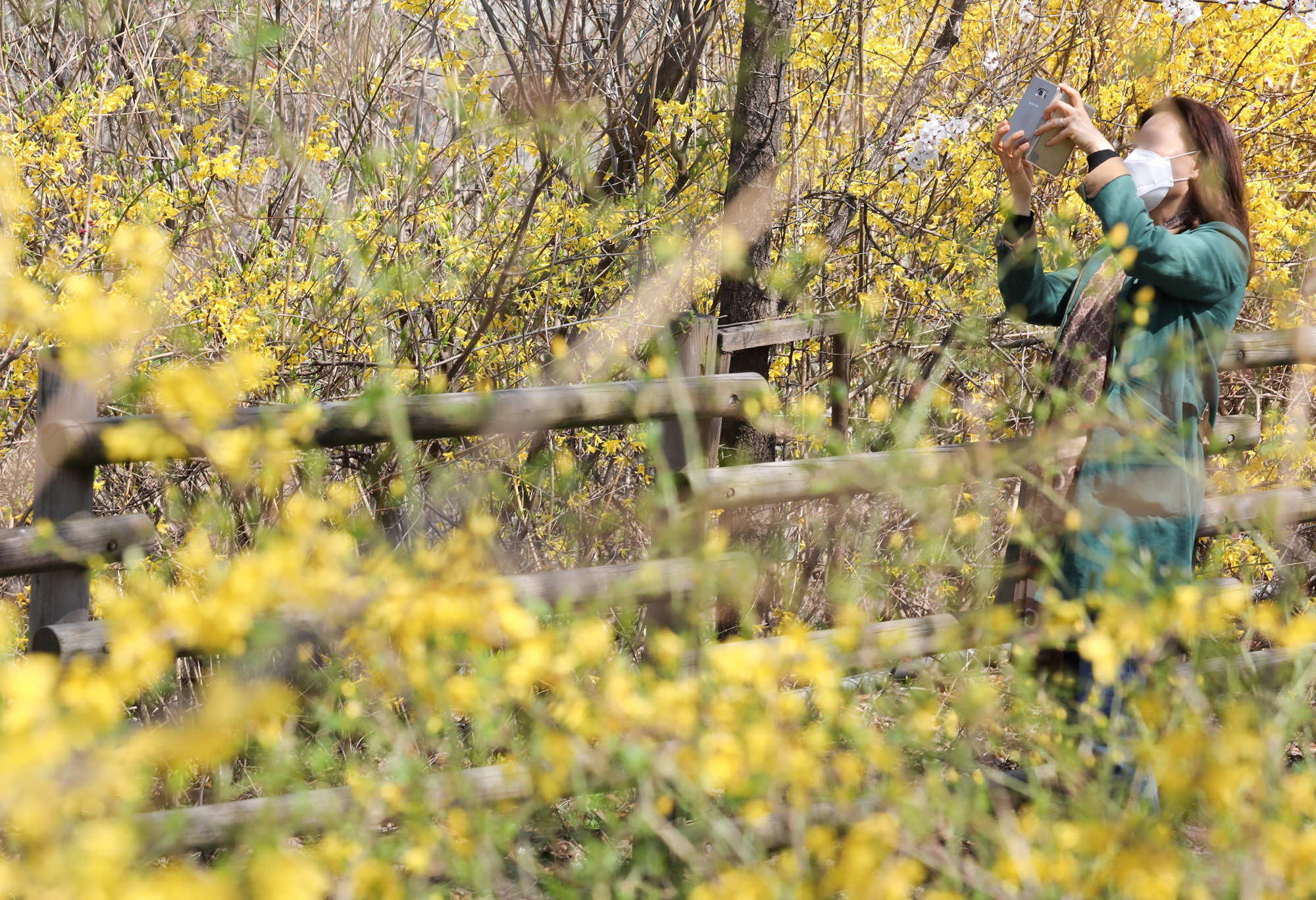 여의도벚꽃;여의도벚꽃축제;벚꽃축제취소;여의도취소;여의도사회적거리두기