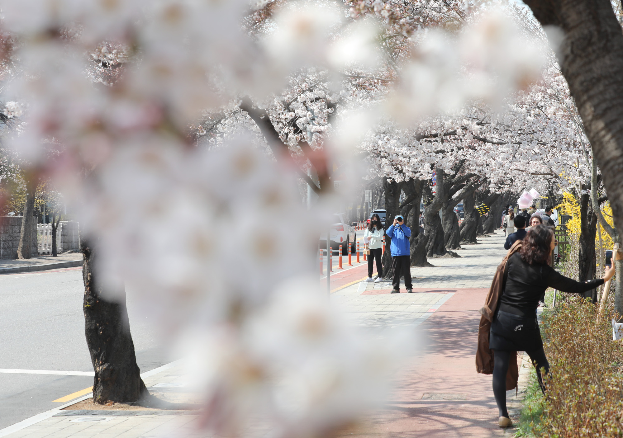 여의도벚꽃;여의도벚꽃축제;벚꽃축제취소;여의도취소;여의도사회적거리두기