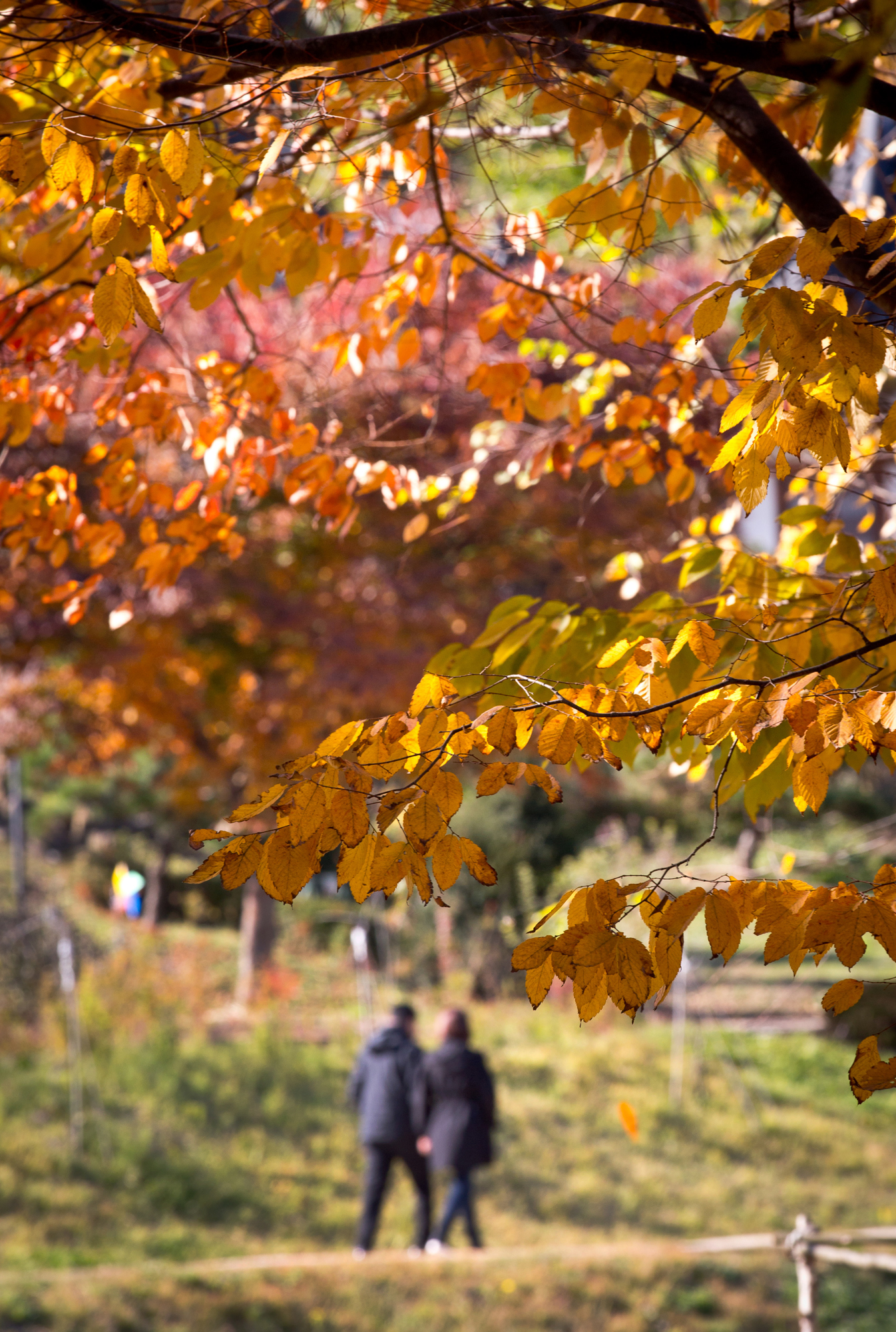 가을 단풍 국립수목원