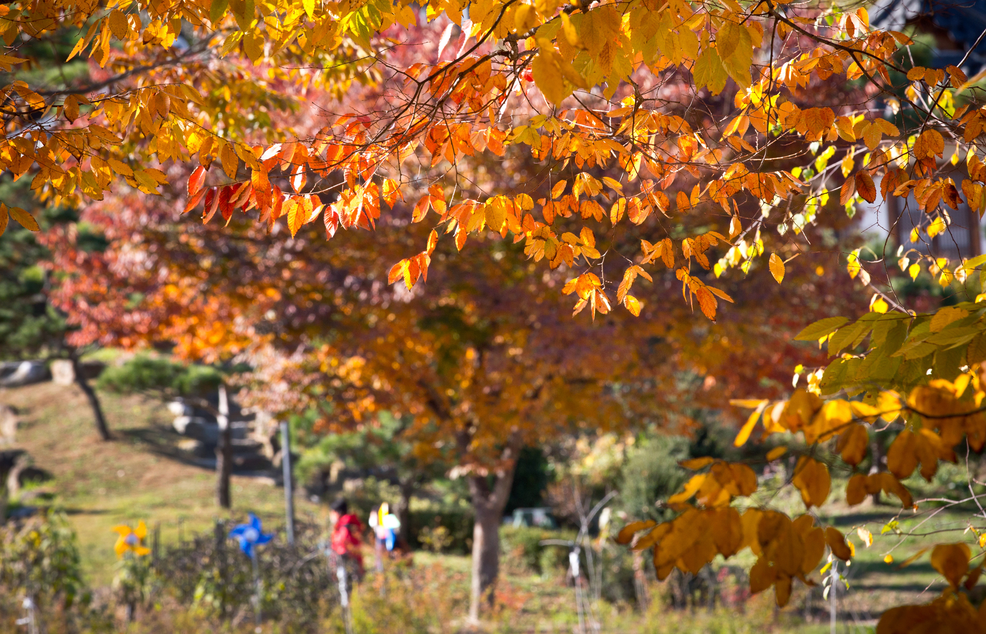 가을 단풍 국립수목원