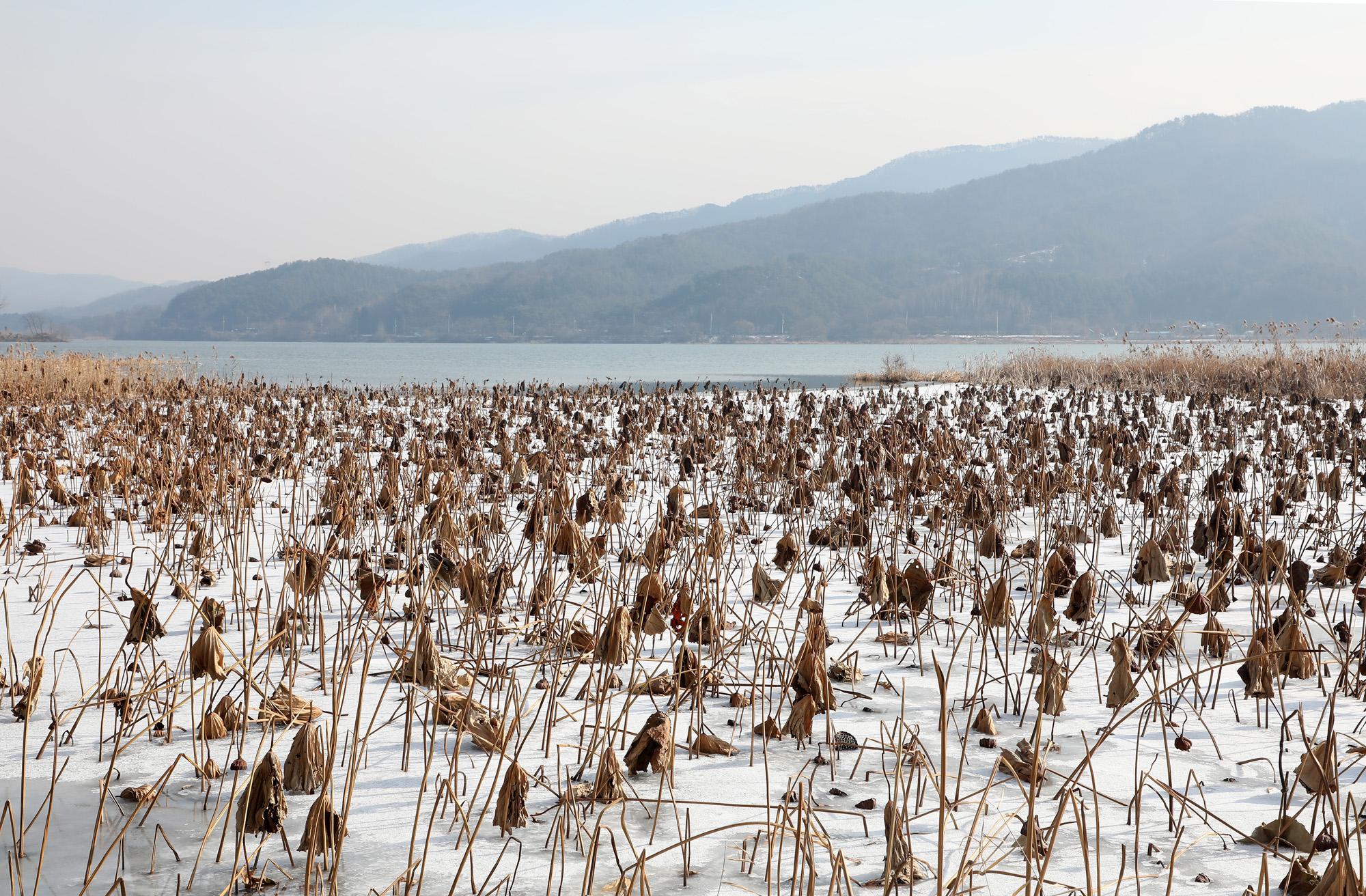 두물머리 양평 양수리