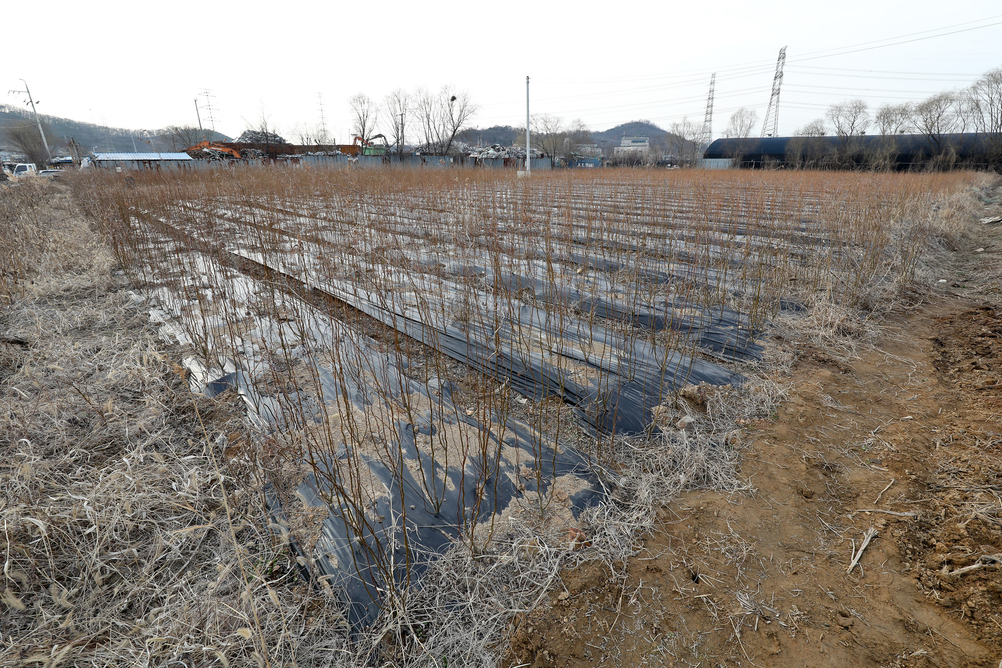 LH;땅투기;과림동 시흥