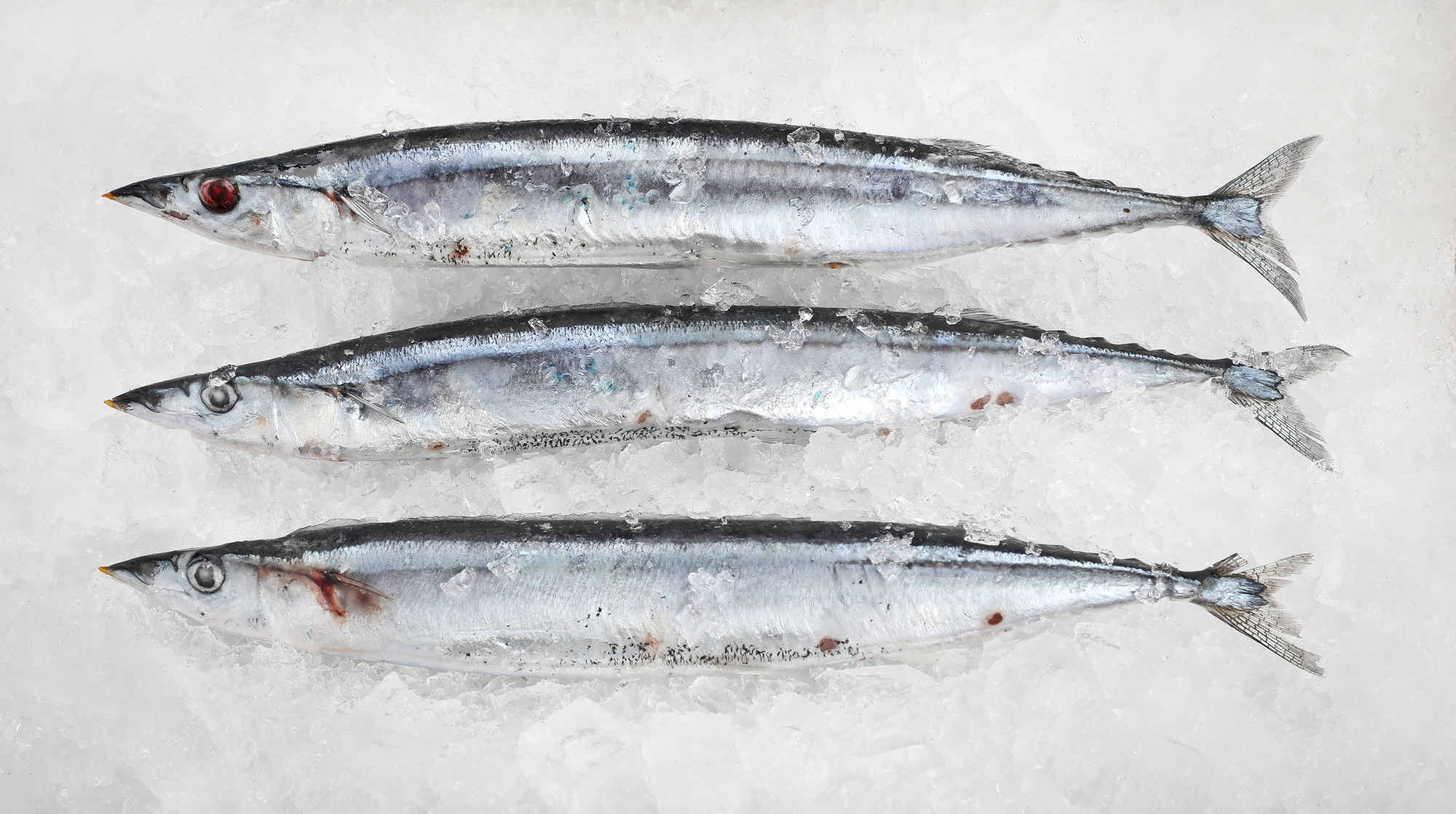 냉동생선 새우 식종독