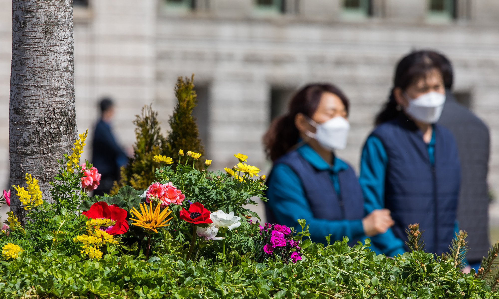사회;계절;날씨스케치;계절스케치;봄;봄꽃;서울광장