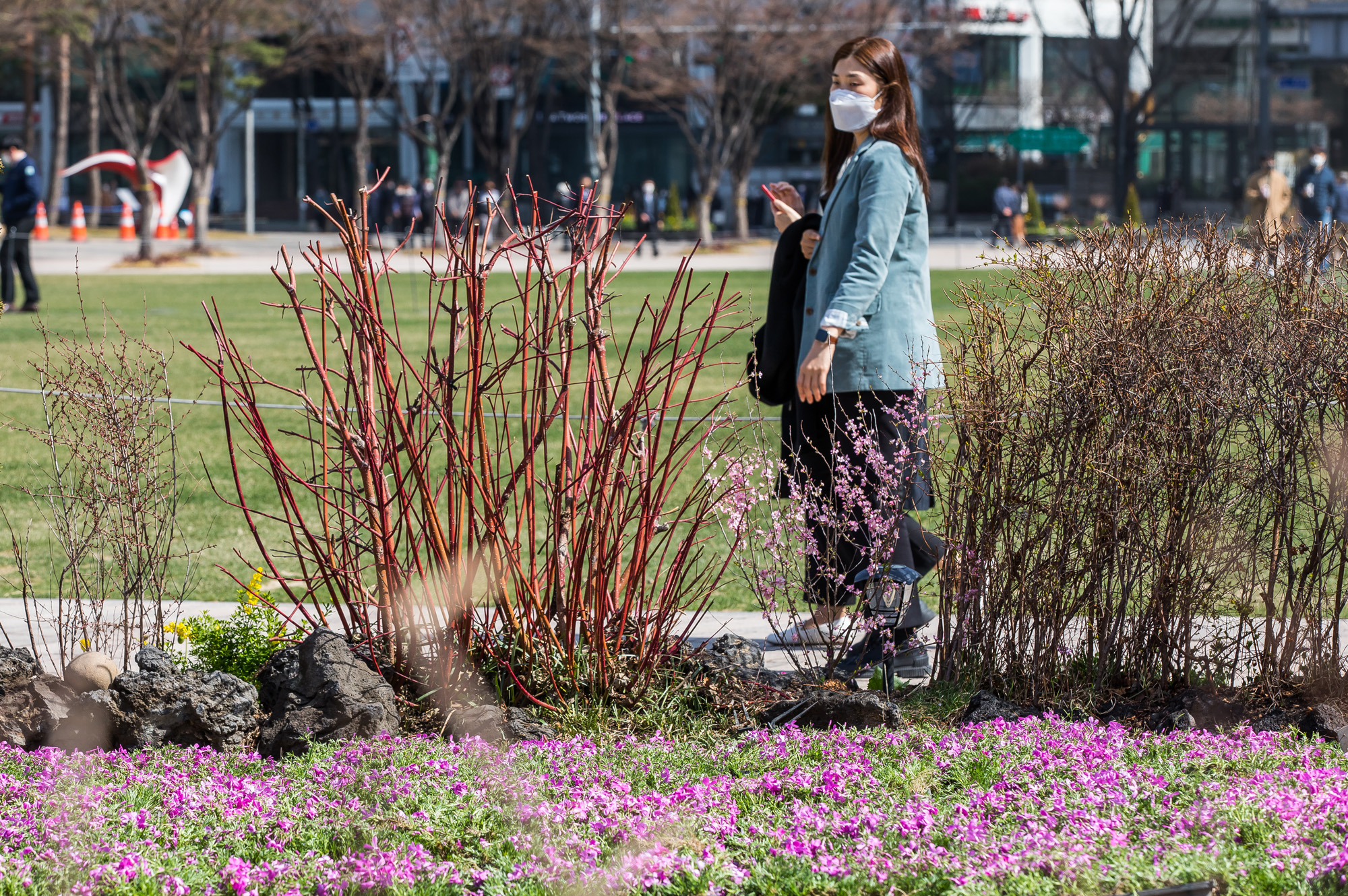 사회;계절;날씨스케치;계절스케치;봄;봄꽃;서울광장