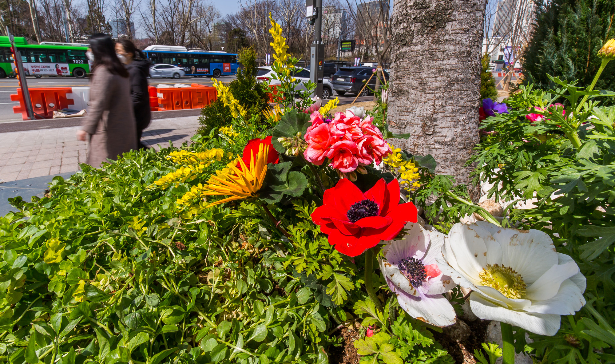 사회;계절;날씨스케치;계절스케치;봄;봄꽃;서울광장