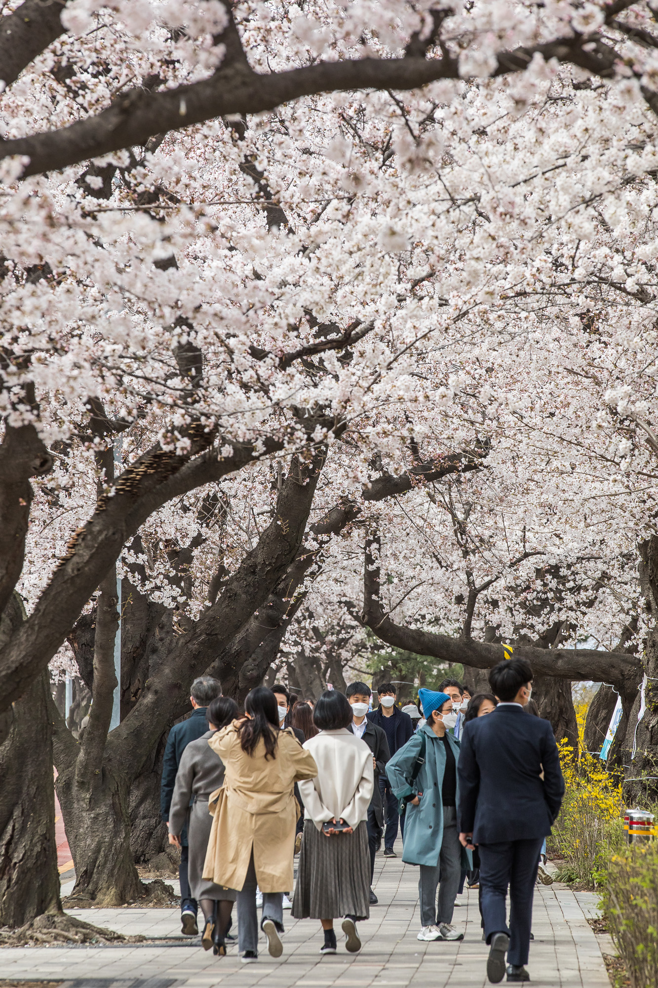사회;날씨;환경;봄스케치;여의도벚꽃;황사경보;미세먼지;날씨스케치