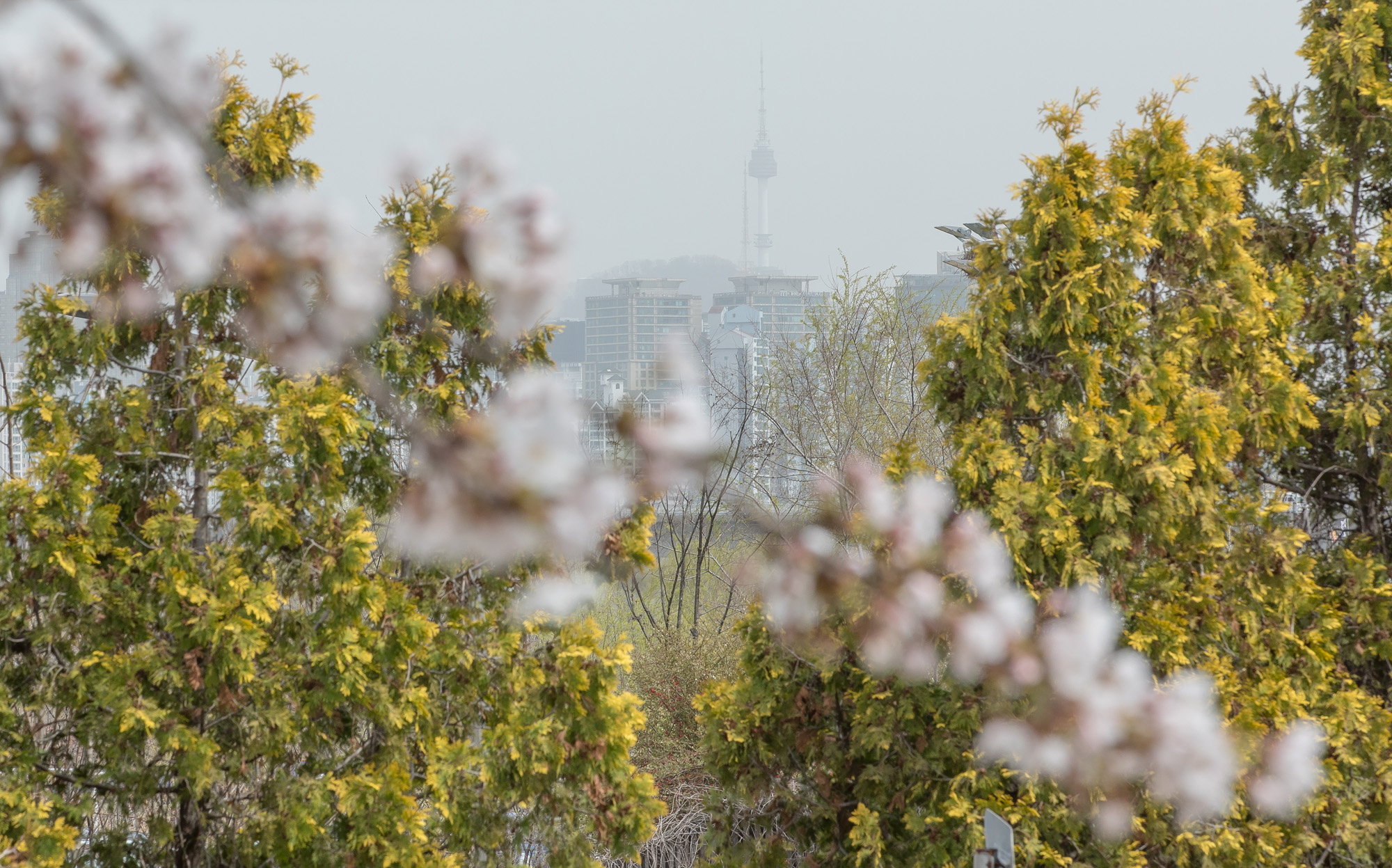 사회;날씨;환경;봄스케치;여의도벚꽃;황사경보;미세먼지;날씨스케치