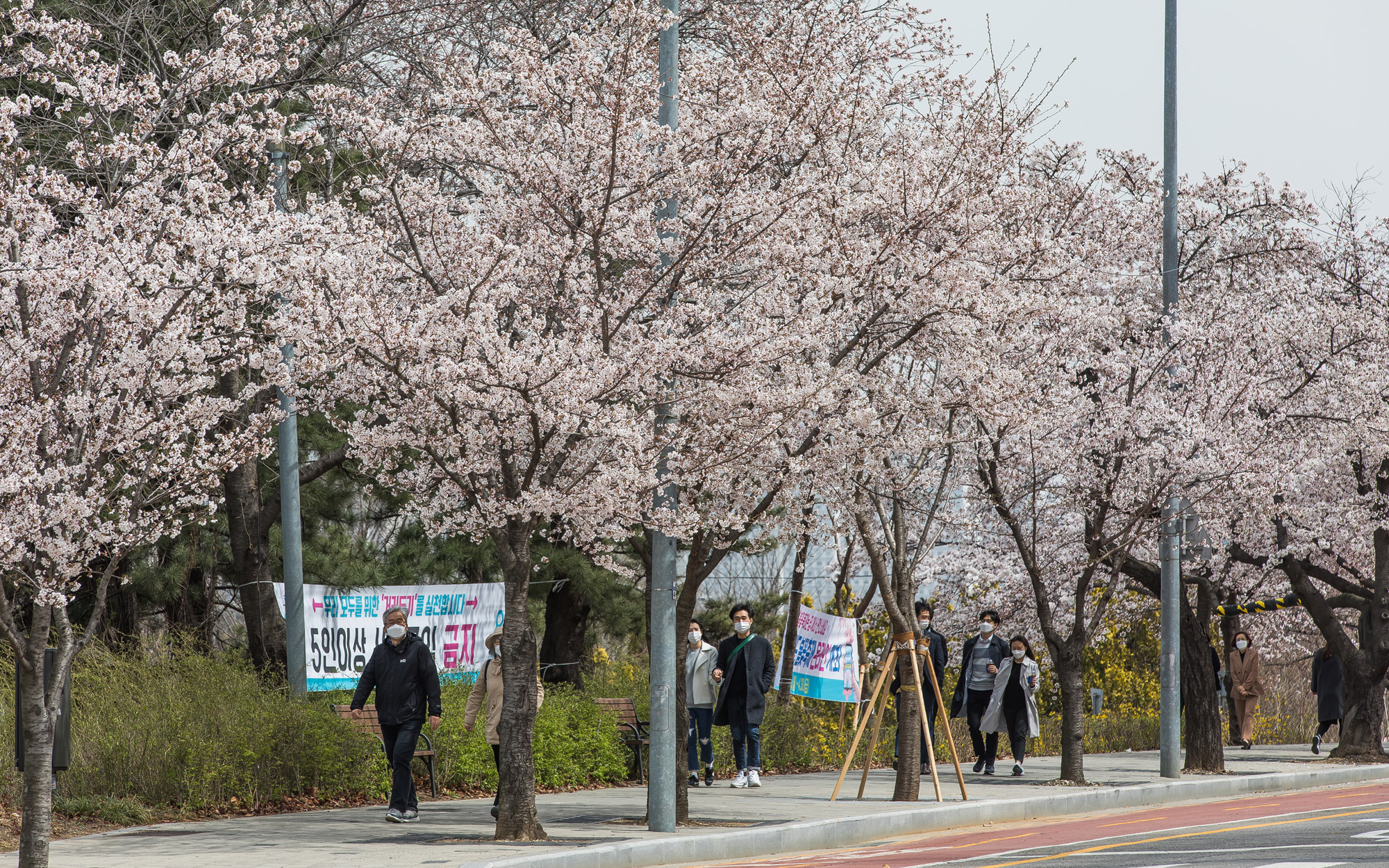 사회;날씨;환경;봄스케치;여의도벚꽃;황사경보;미세먼지;날씨스케치