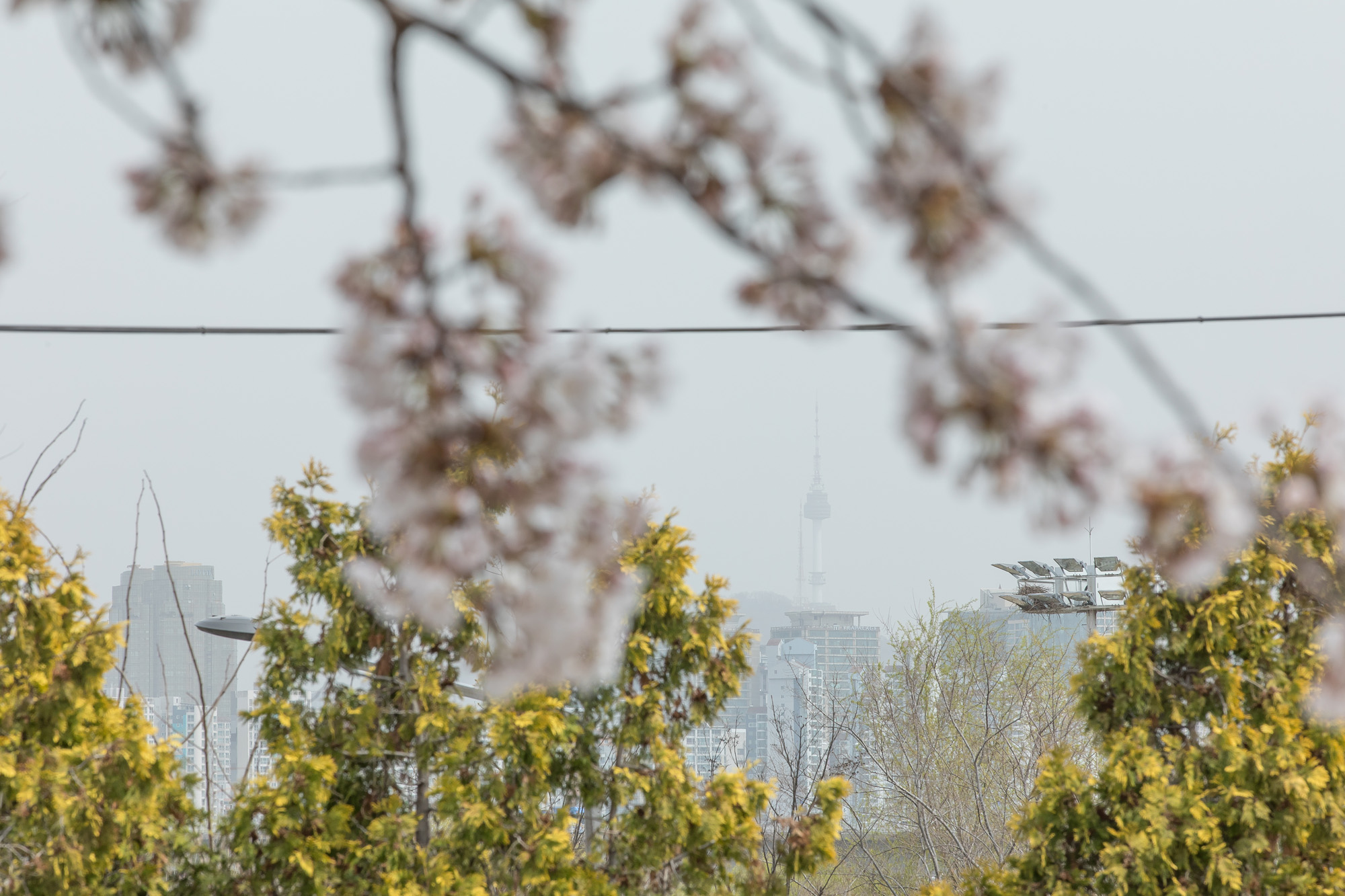 사회;날씨;환경;봄스케치;여의도벚꽃;황사경보;미세먼지;날씨스케치