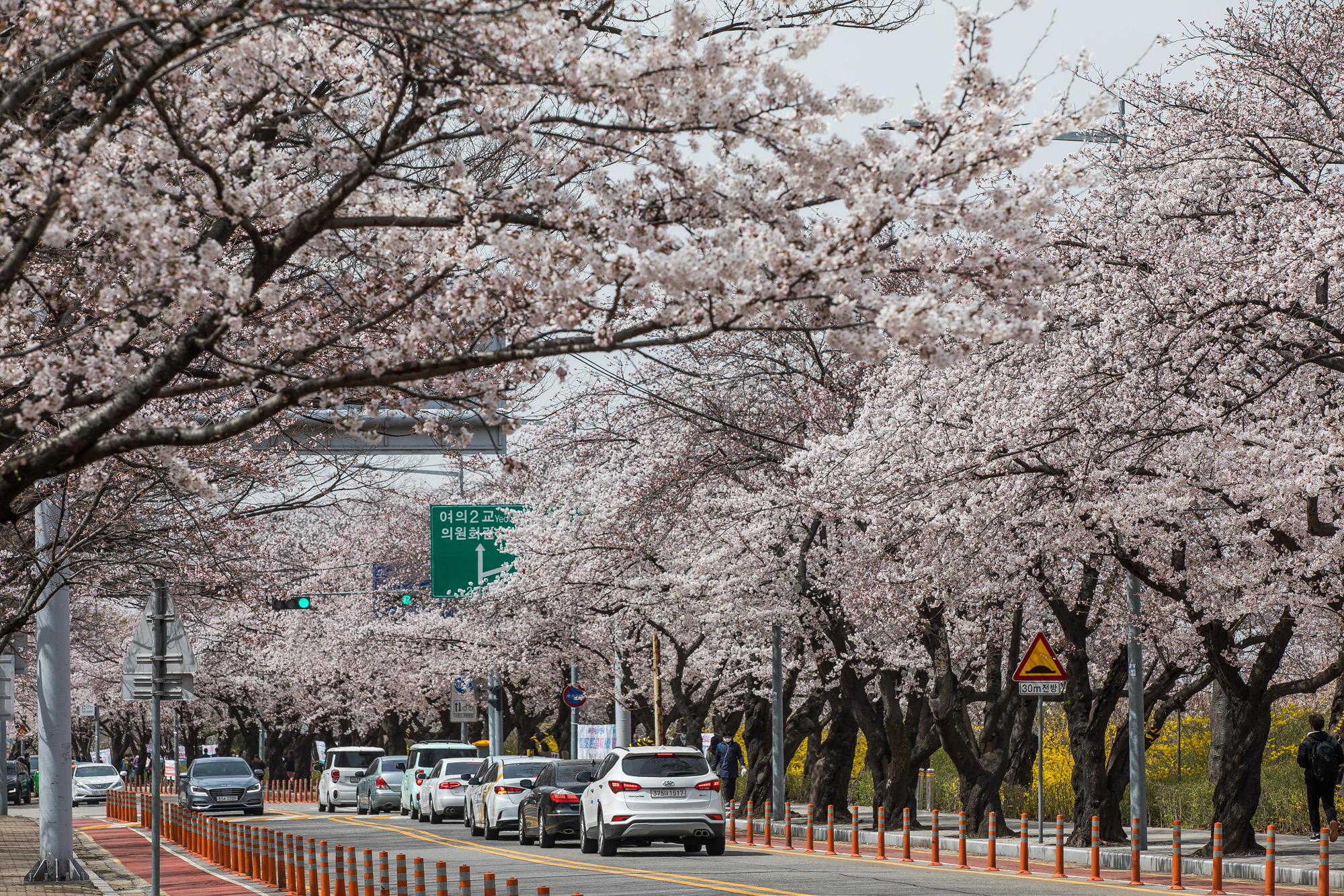 사회;날씨;환경;봄스케치;여의도벚꽃;황사경보;미세먼지;날씨스케치