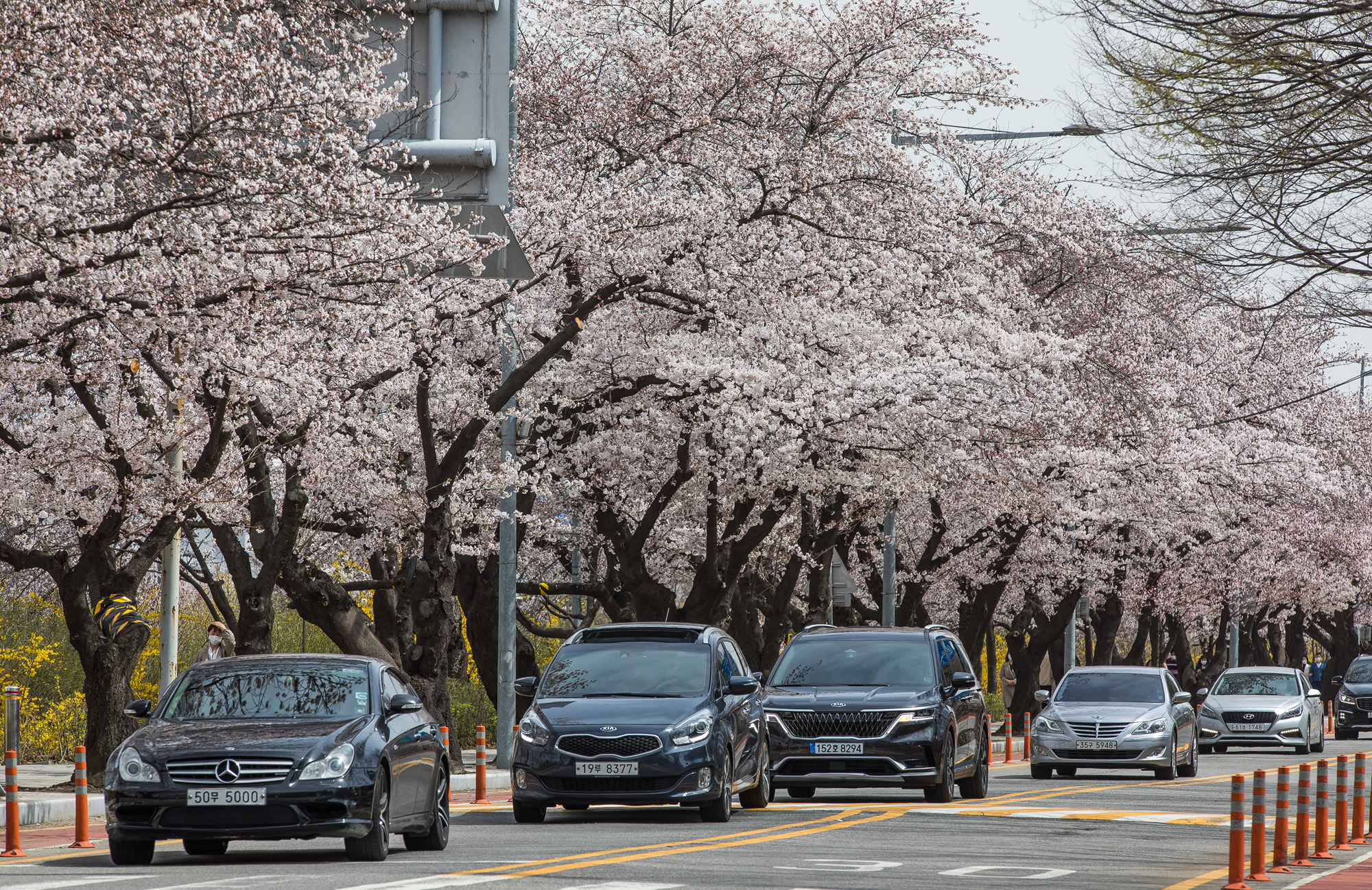 사회;날씨;환경;봄스케치;여의도벚꽃;황사경보;미세먼지;날씨스케치