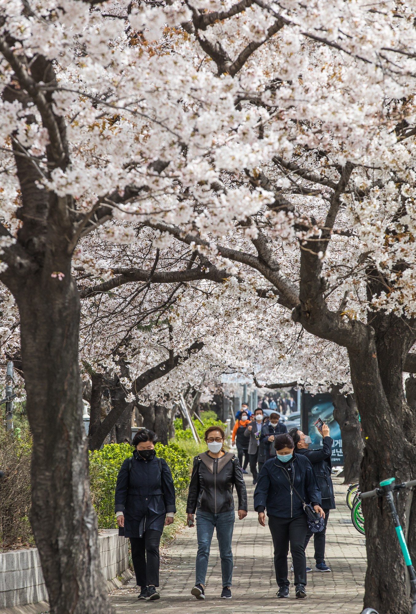 사회;날씨;환경;봄스케치;여의도벚꽃;황사경보;미세먼지;날씨스케치